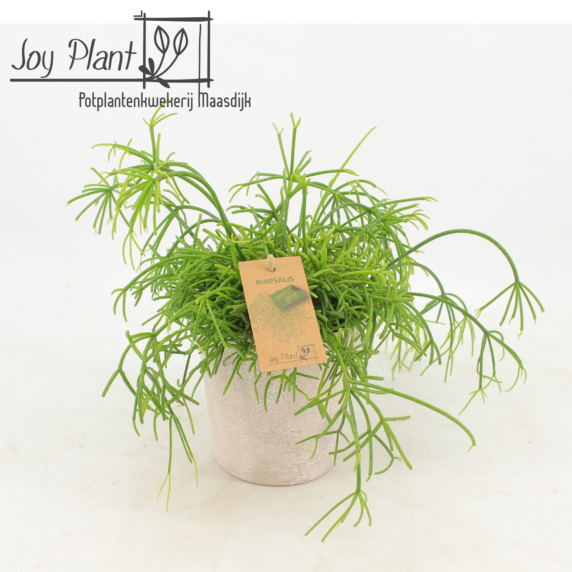 Rhipsalis cassutha Oasis in keramiek Amy, D 12,5