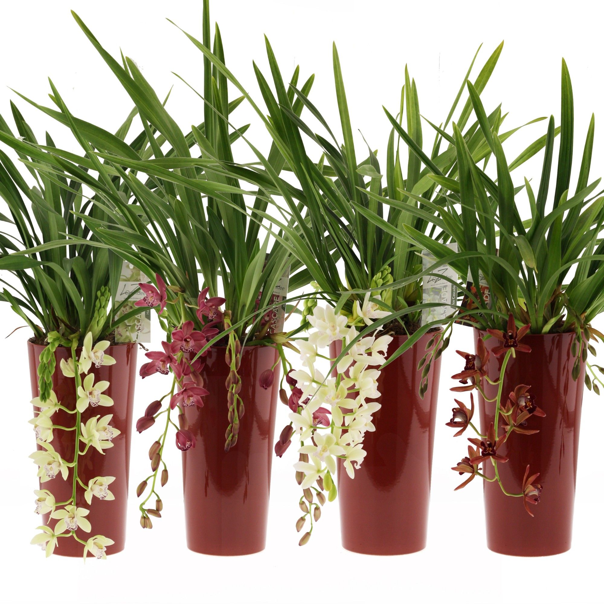 mix cascade 5-7 tak incl keramieke pot rood, D 14