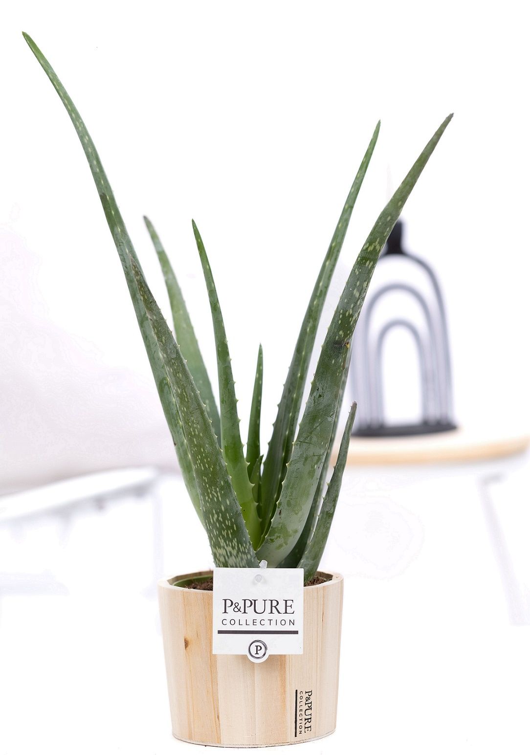 Aloe Vera in P&PURE Wood 5, D 12