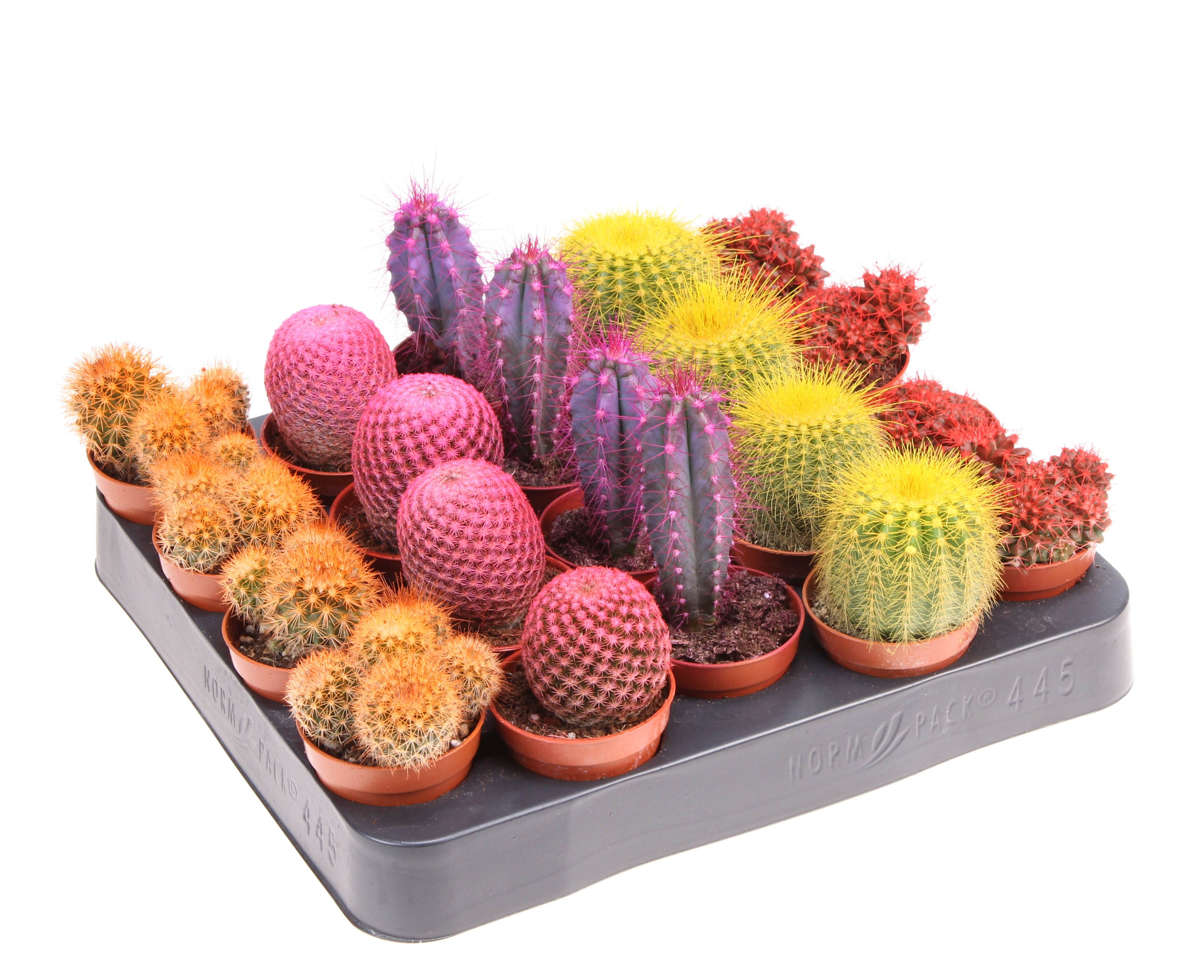 Rainbow cactus mix, D 5,5