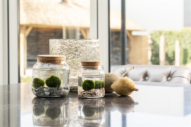 Chladophlora in Melkbus x2(D12-H12), D 12