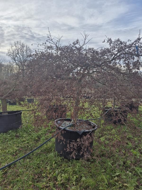 Acer pal. diss. 'Inaba-shidare', D 112