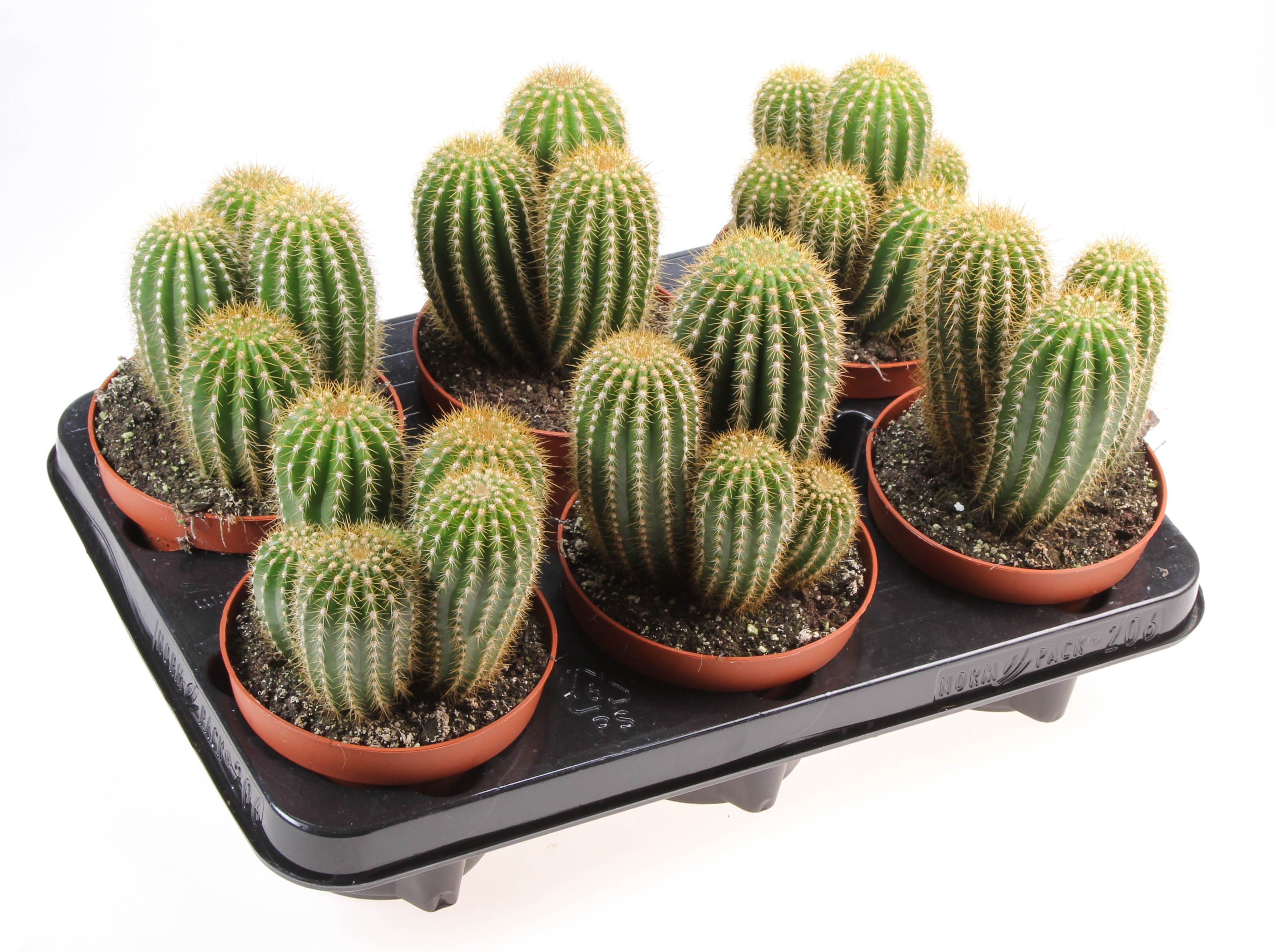 Trichocereus huasha, D 12