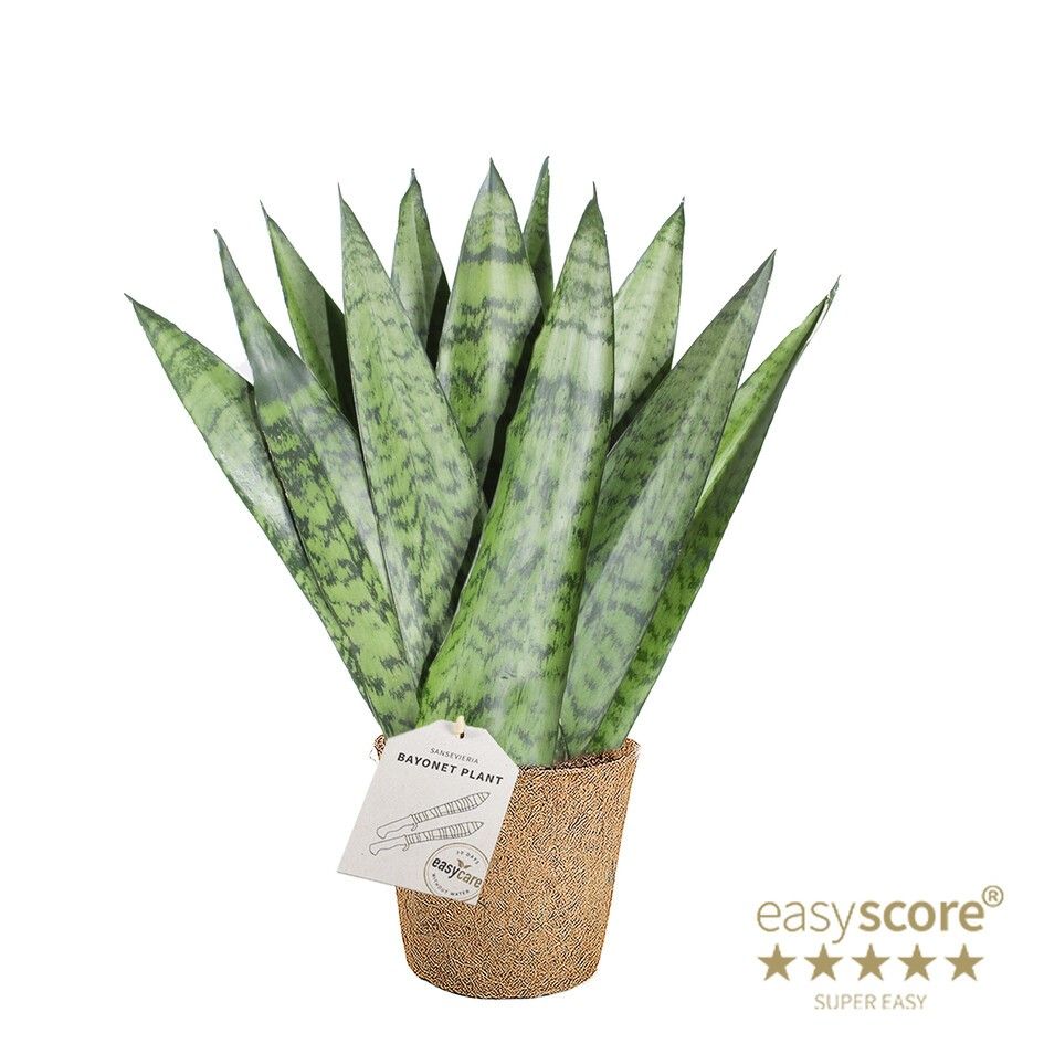 Sansevieria zeylanica ´Fan´ - COCOZ, D 11