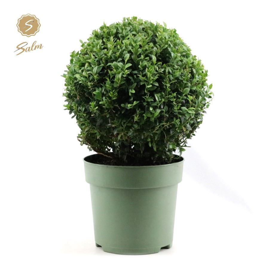 Buxus semp. Ball Ø30cm P23, D 23