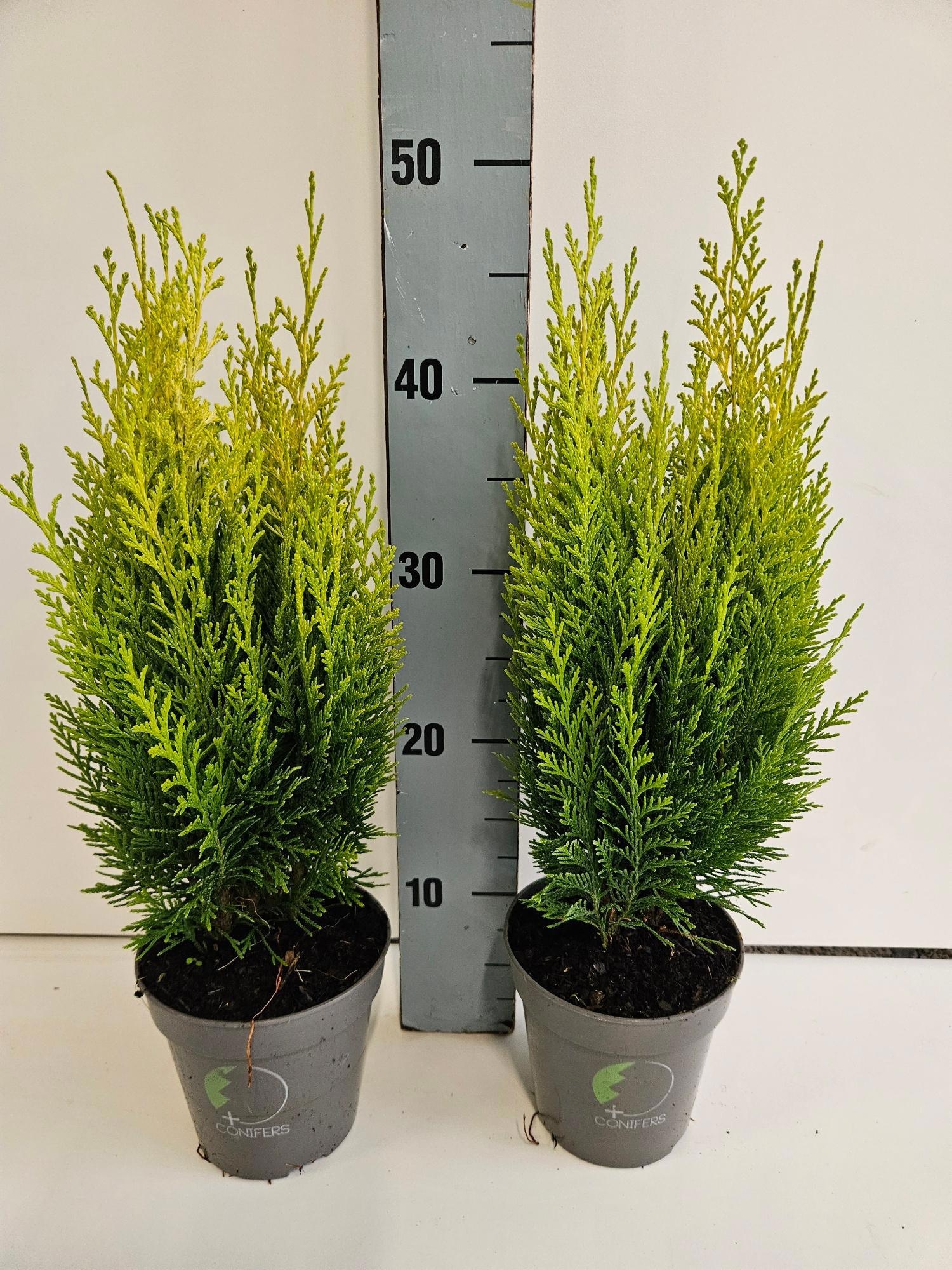 Chamaecyparis lawsoniana 'Erecta Aurea', D 13