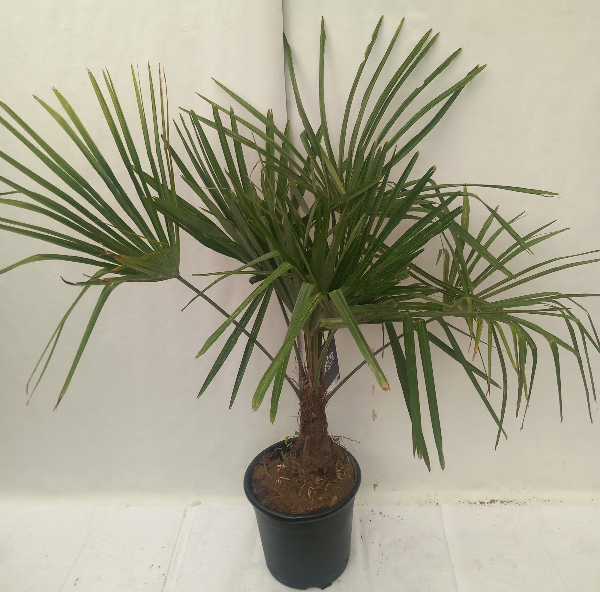 Trachycarpus fortunei, D 30