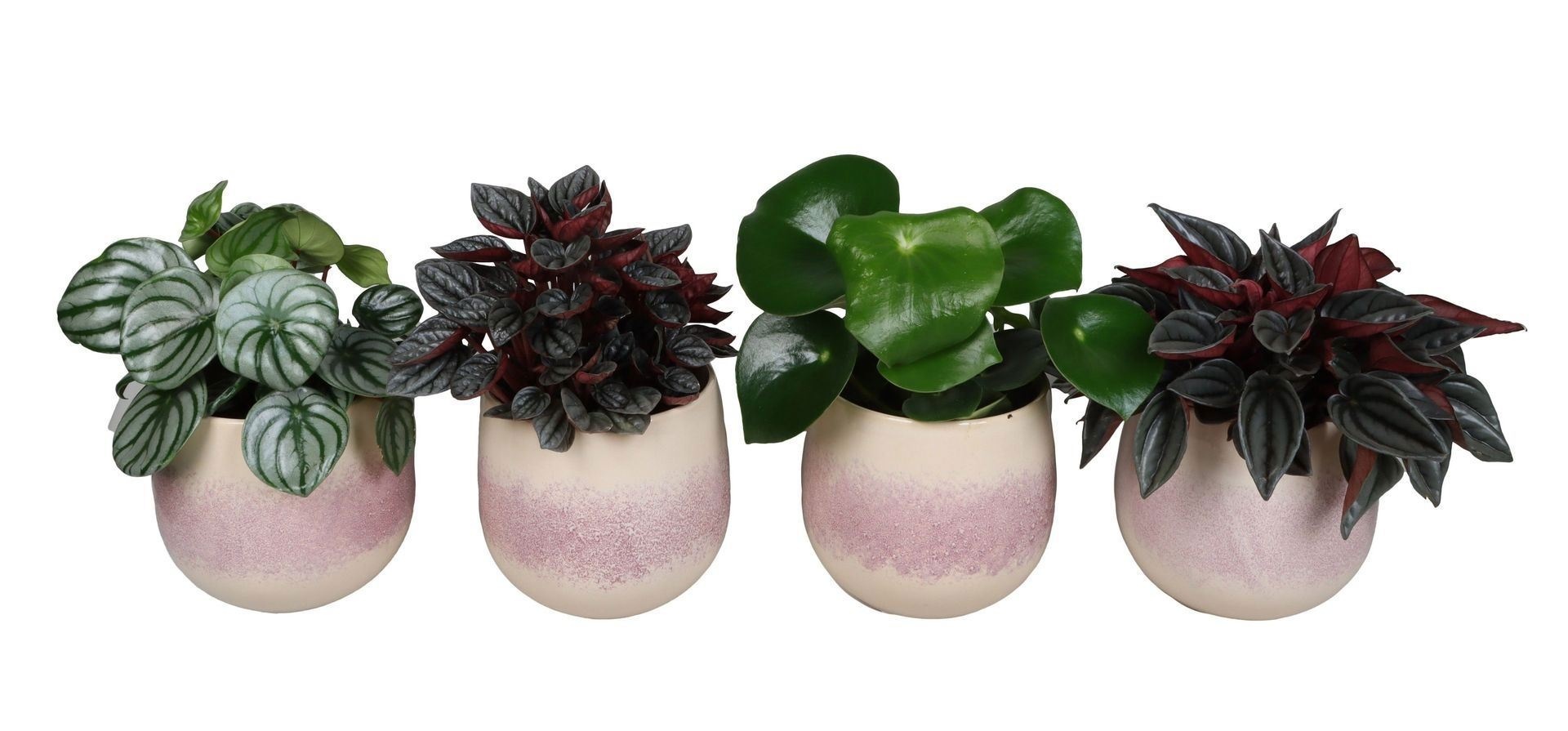 L 67347 with Peperomia Mix 12 cm, D 12