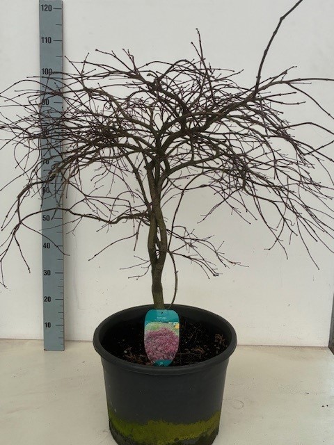 Acer palmatum 'Inaba-shidare' P38, D 38