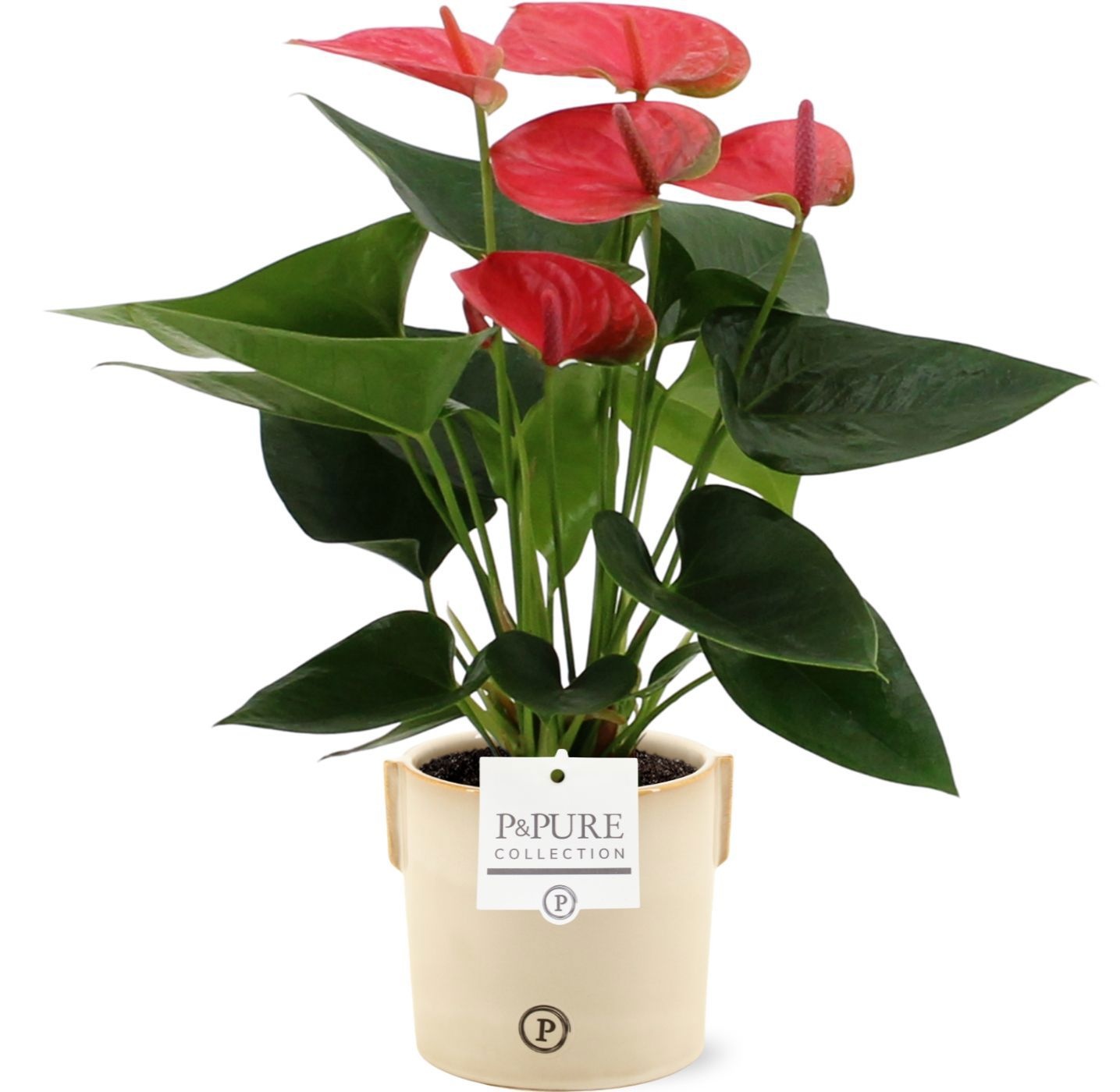 Anthurium Sweet Dream in Pure Lauren ceramics, D 12