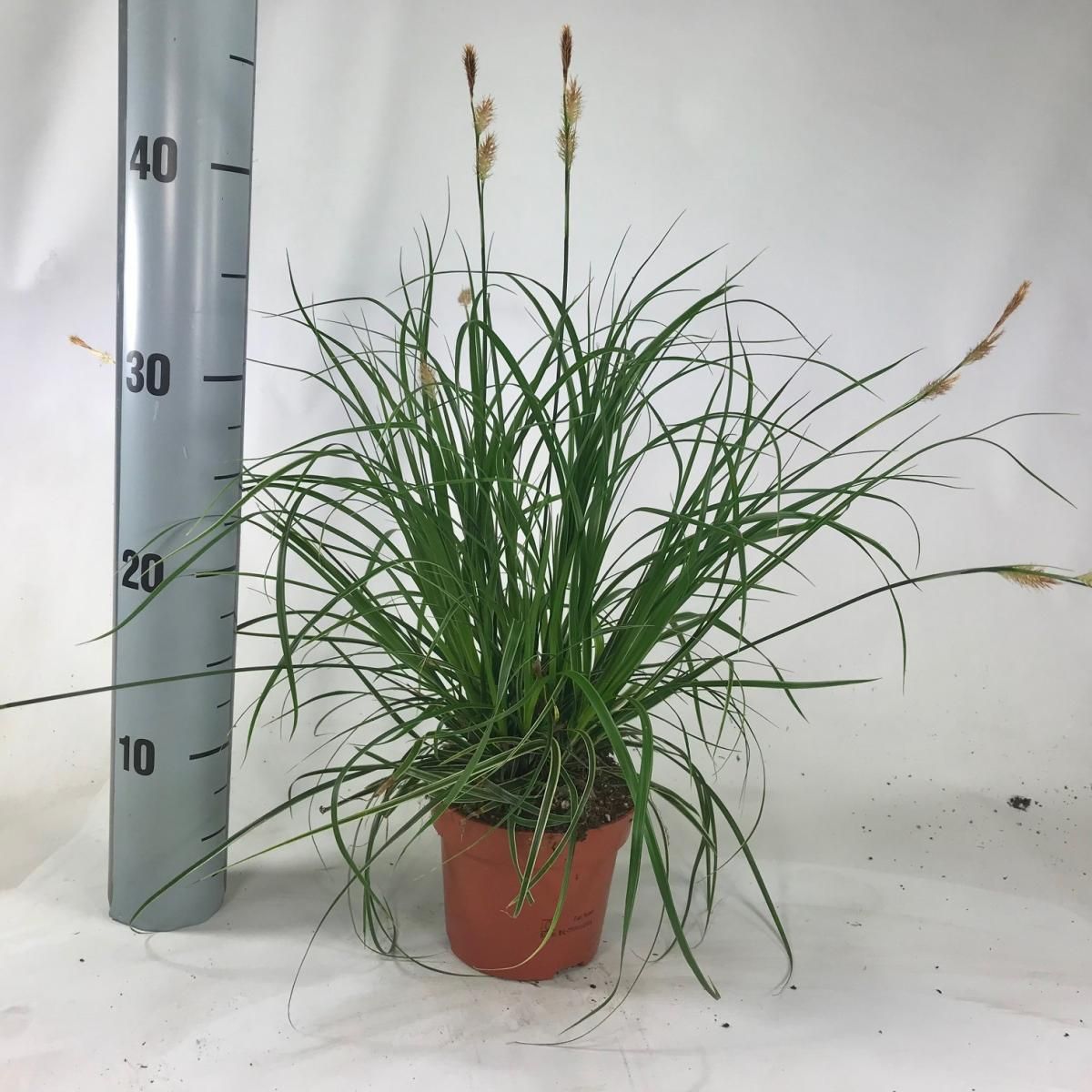 Carex morrowii 'Fisher's Form', D 12