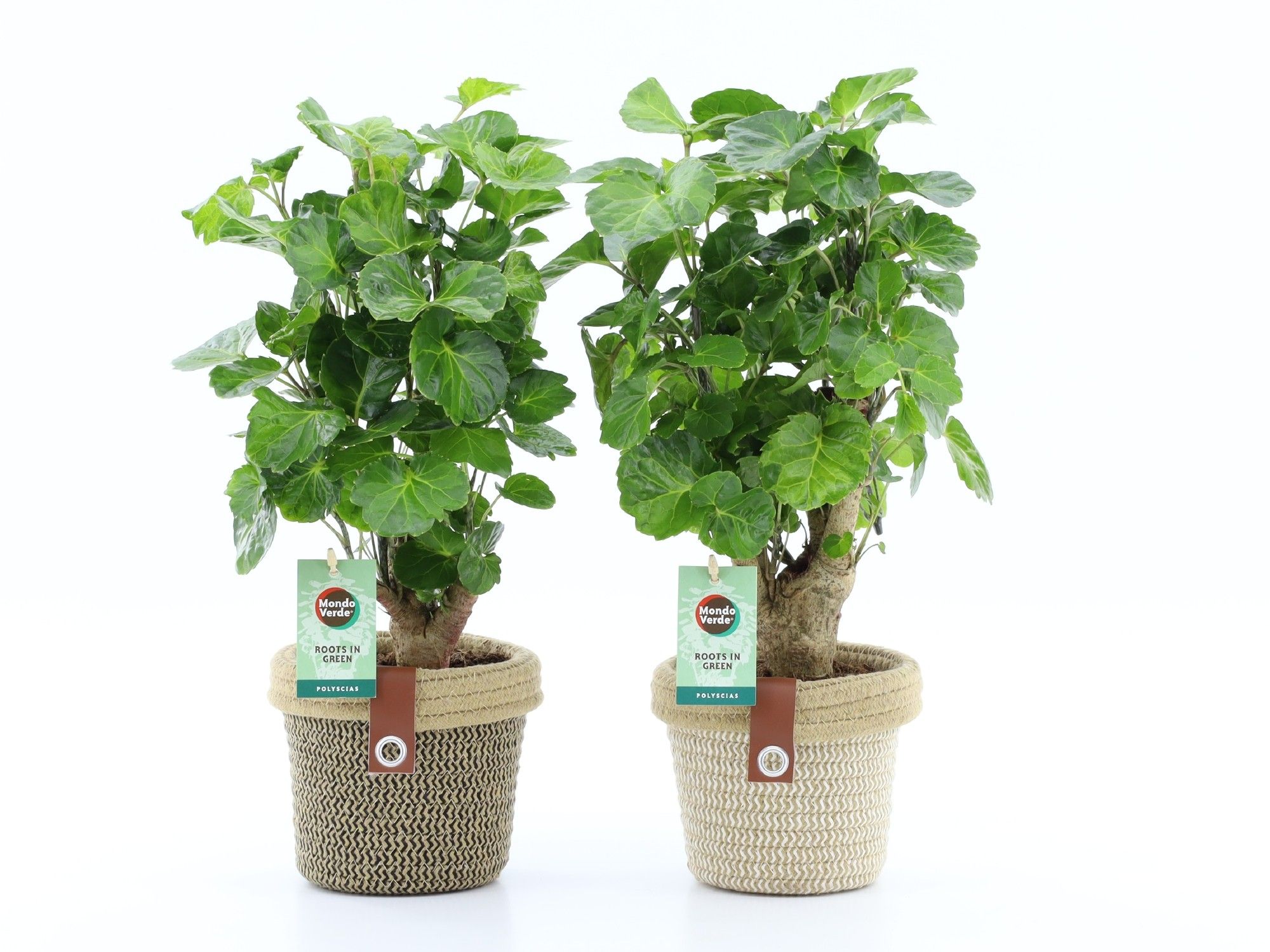 Polyscias Green Lemon in Noah Deluxe, D 14