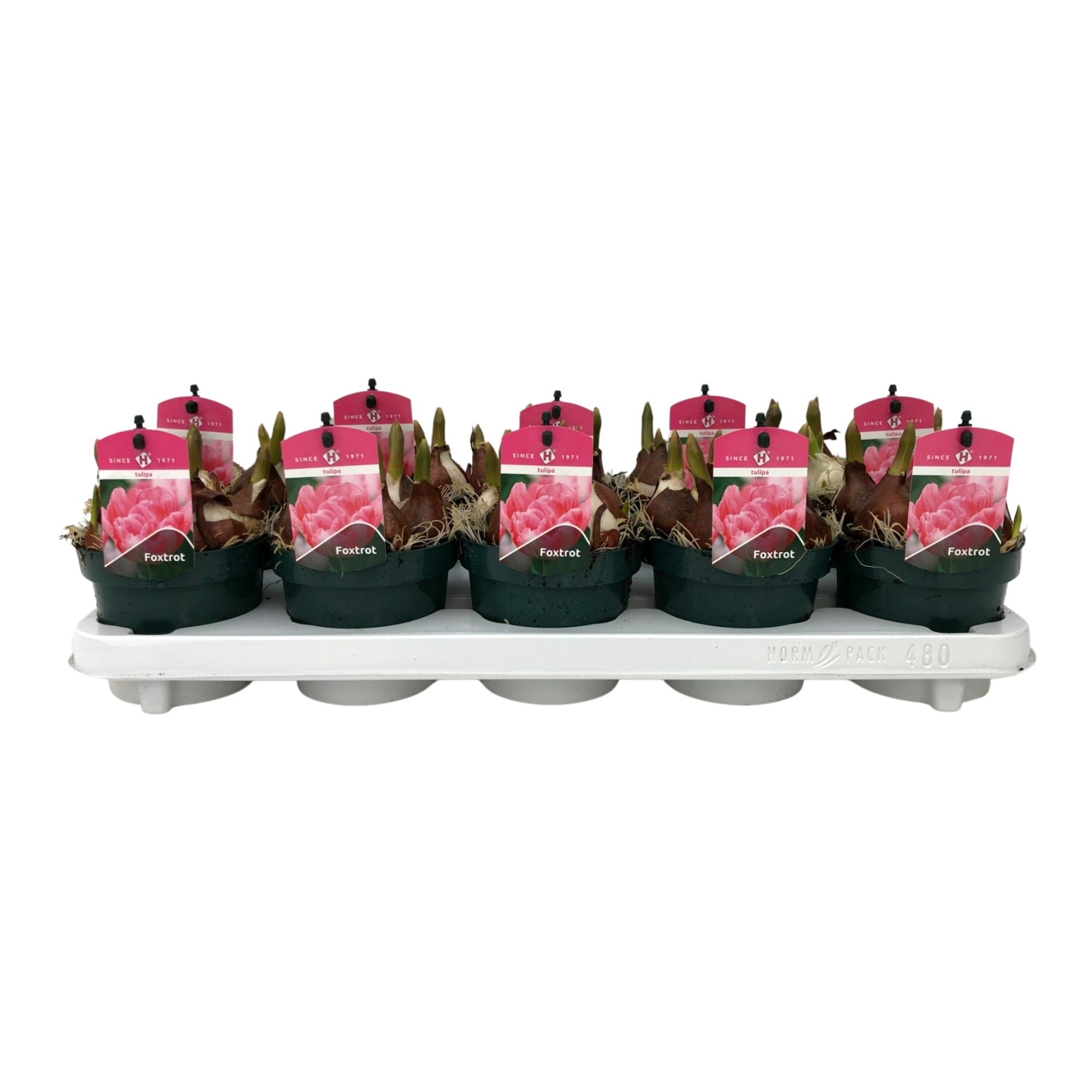Tulp Foxtrot, D 12