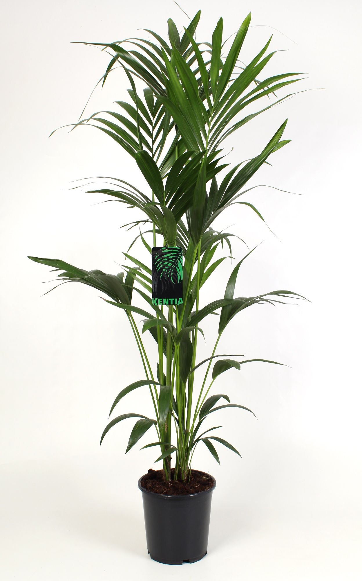 Kentia Howea Forsteriana 24 cm 150 cm hoog 4 stek pp, D 24