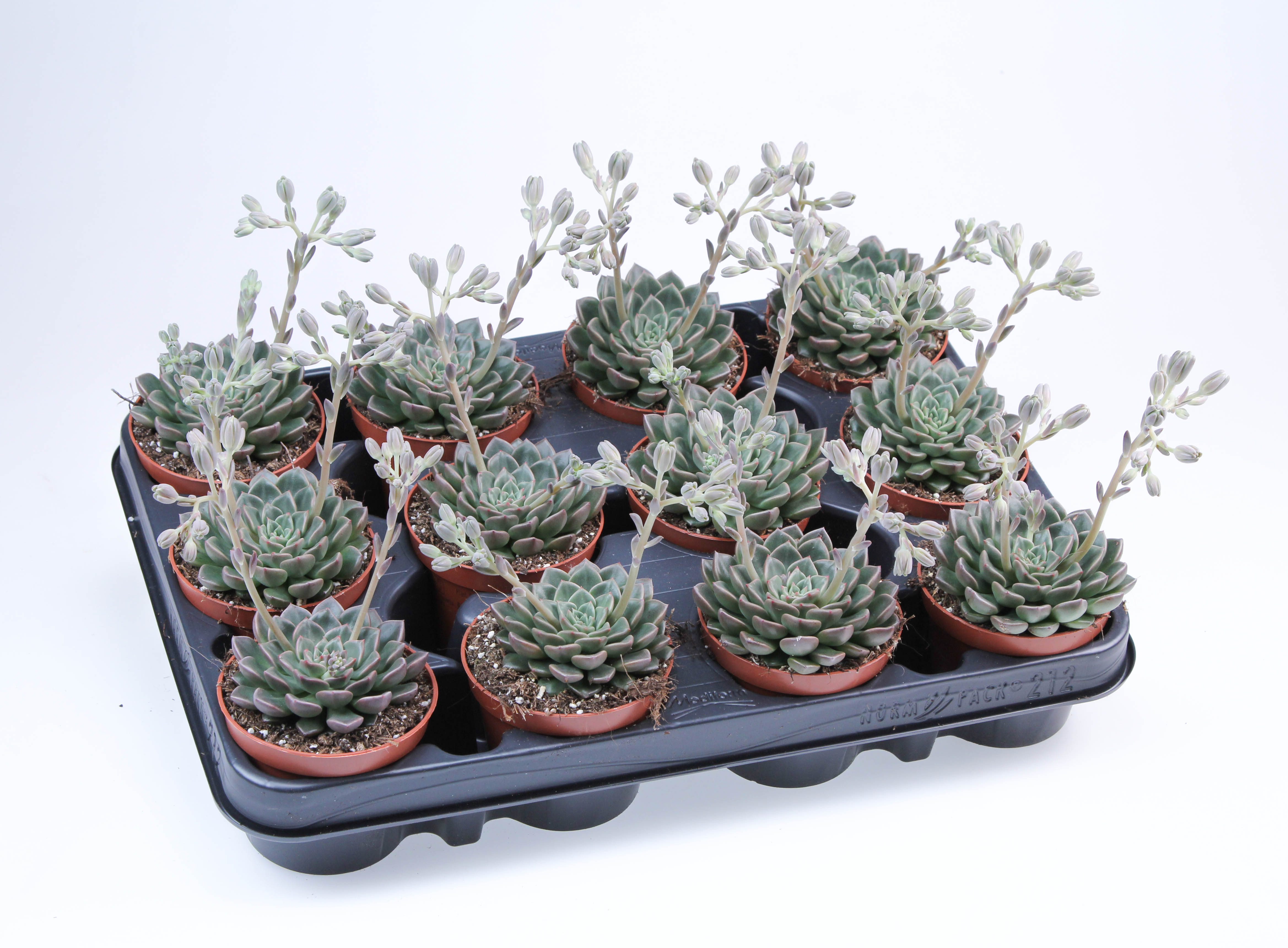 Graptopetalum Vega + Bloem, D 8,5