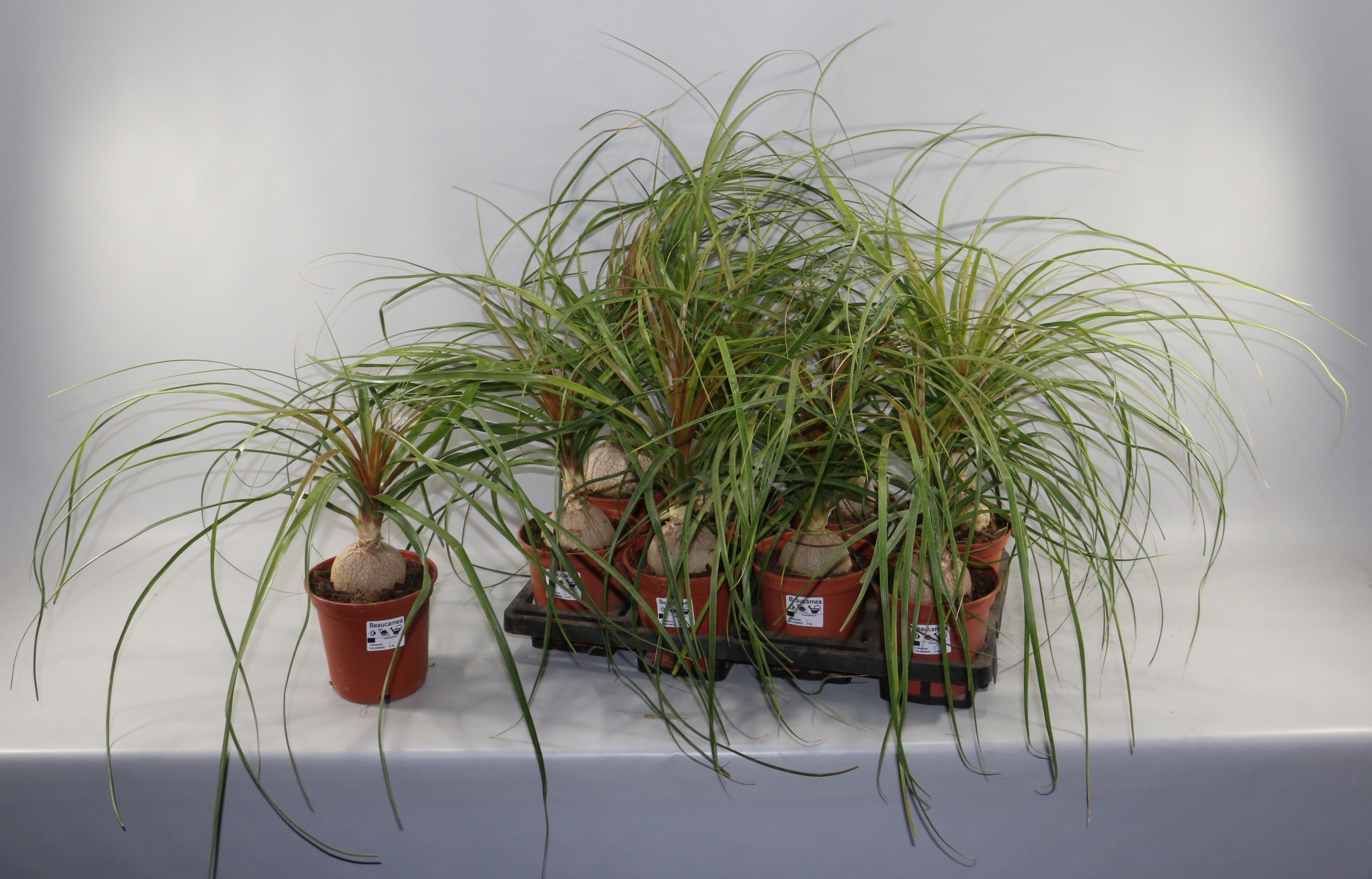 Beaucarnea pot 14cm, D 14