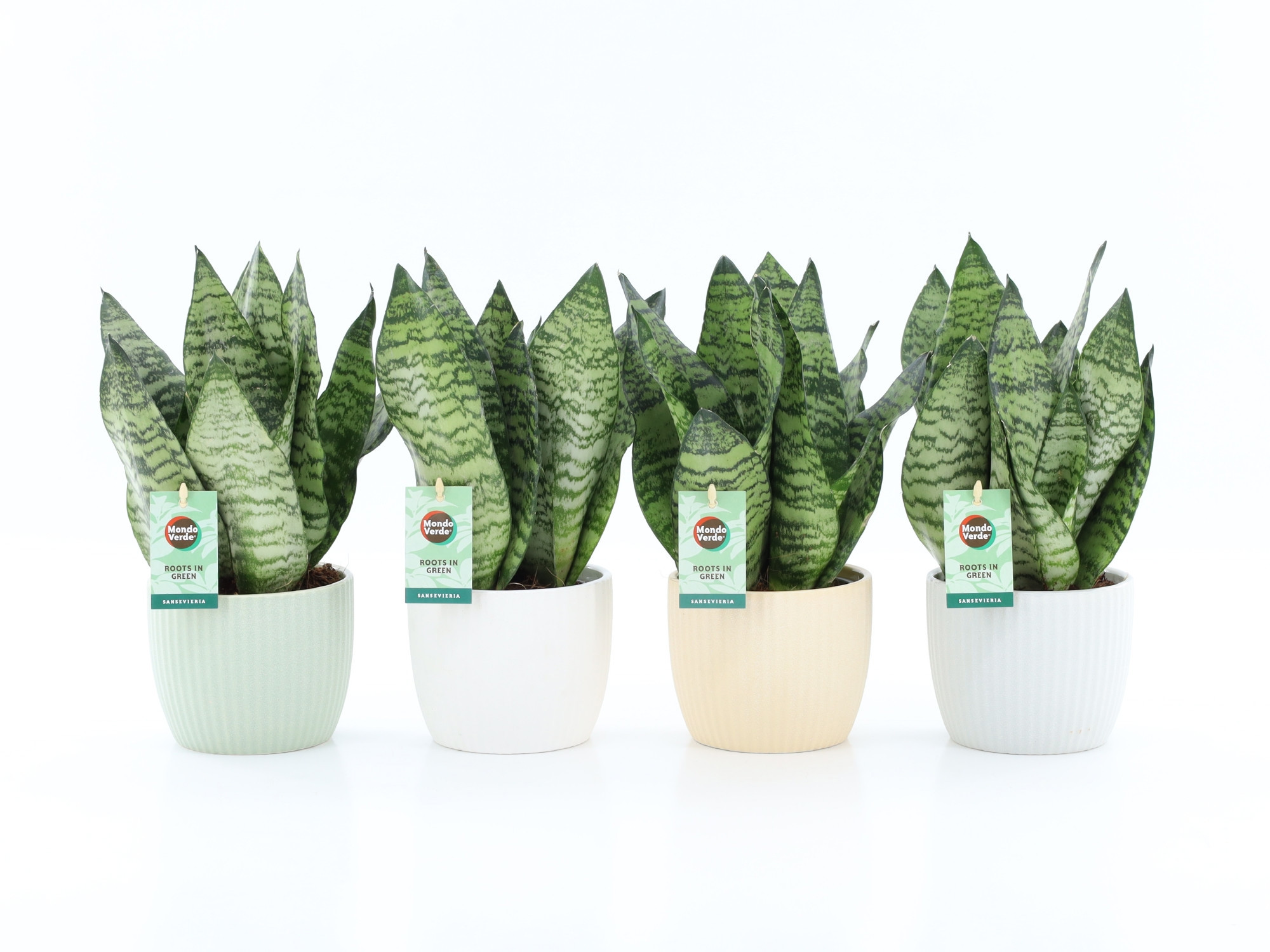 Sansevieria Black Coral in New Sandy Keramiek, D 13