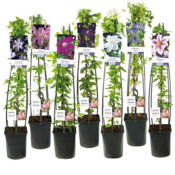 Mixshelf Clematis +light label, D 23