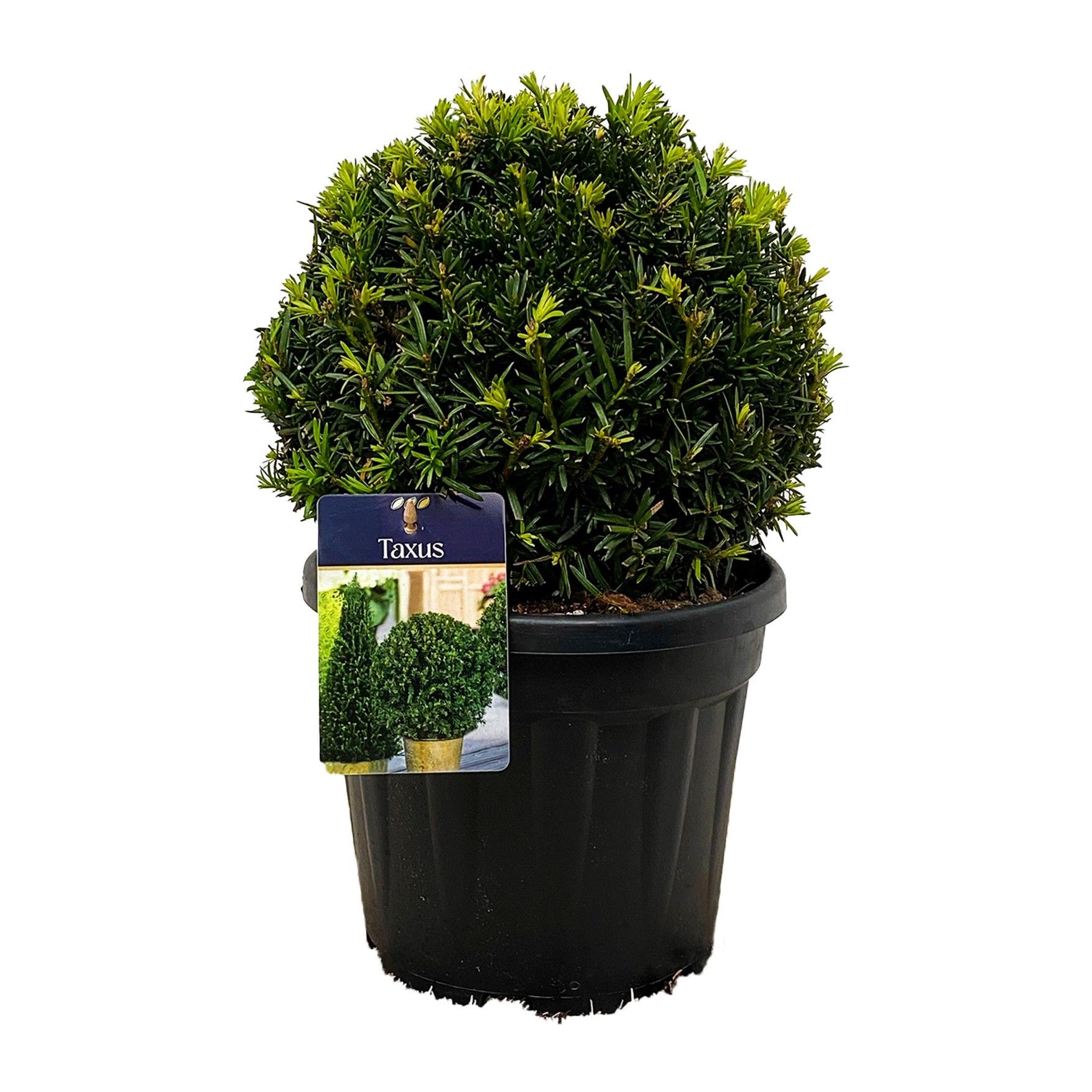 Taxus baccata Bol 25-30 cm c6/p24, D 24