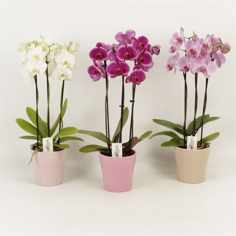 Phalaenopsis gemengd 3 tak gemengd shorty in pastel Moederdag keramiek, D 12