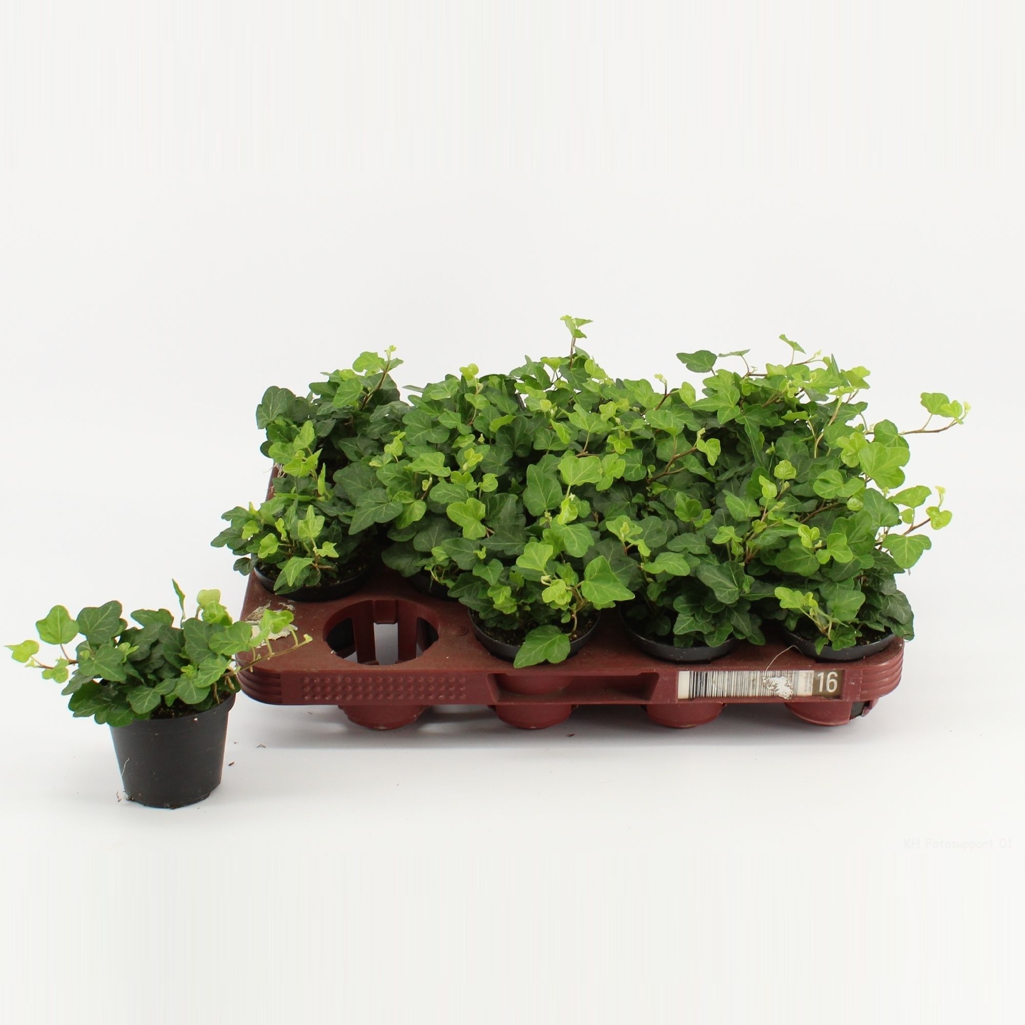 Hedera Wonder 8 cm, D 8