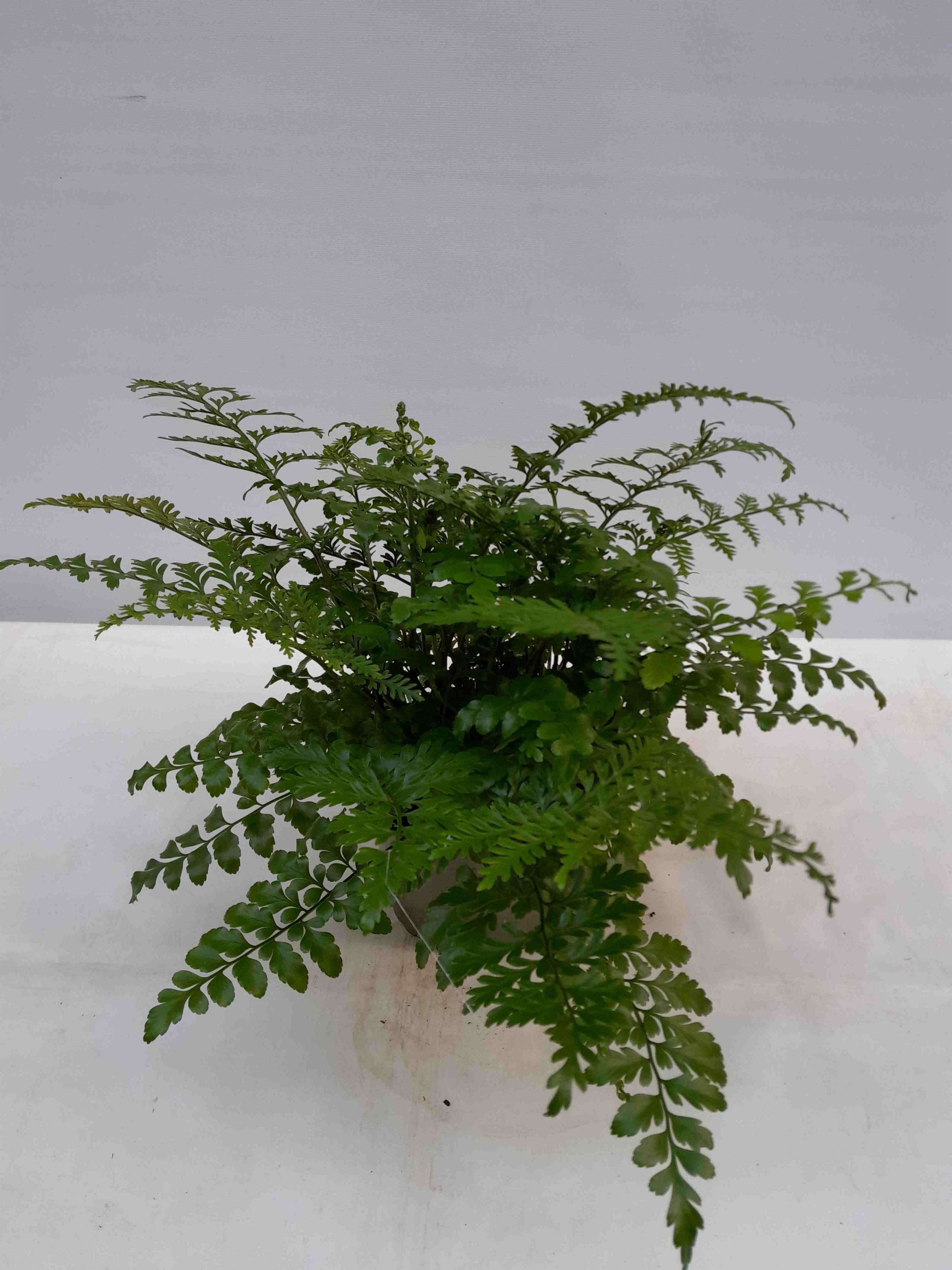 ASPLENIUM DIMORPHUM 'X DIFFORME PARVATI', D 14