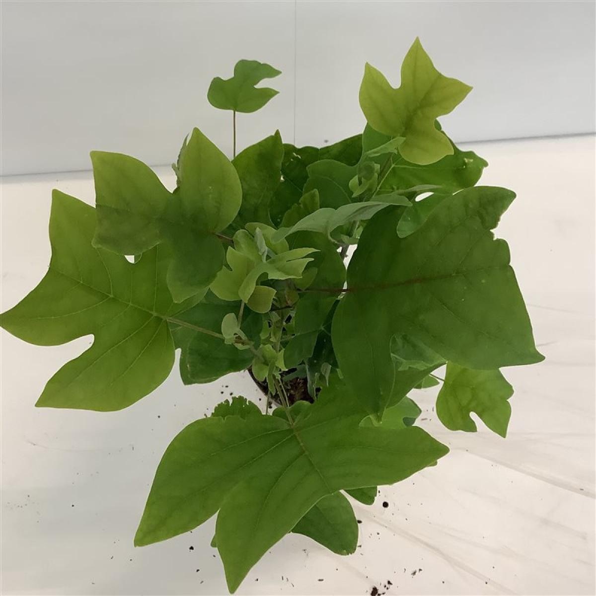 Liriodendron tulipifera, D 21