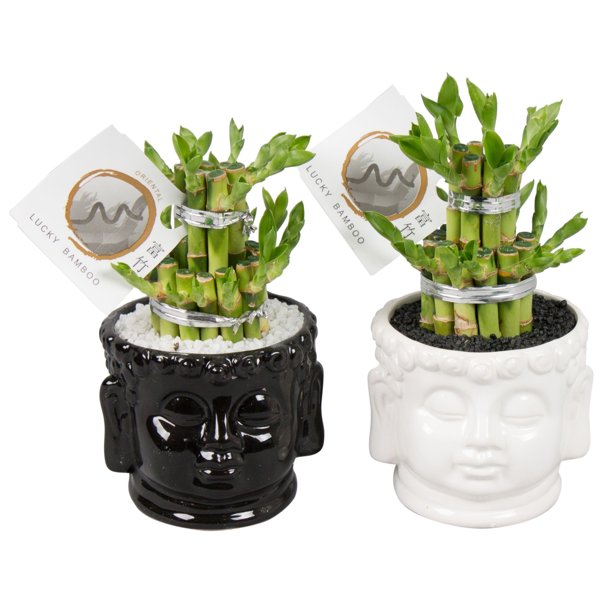 Lucky Bamboo Round 2Small in ø11cm Buddha head pot Black/White, D 11