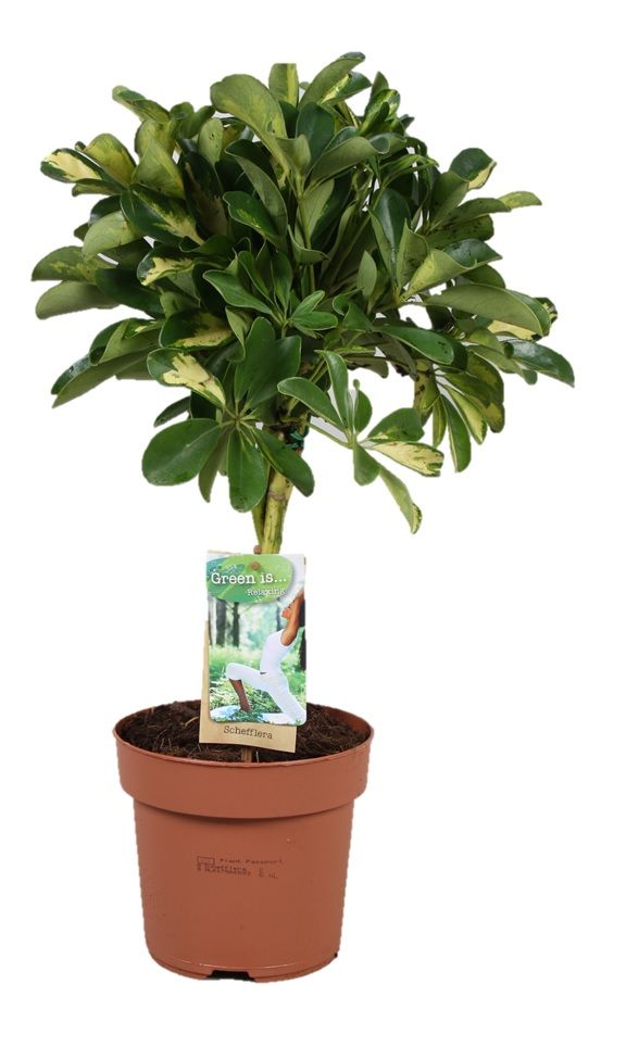 Schefflera Gold Capella - gevlochten stam, D 17