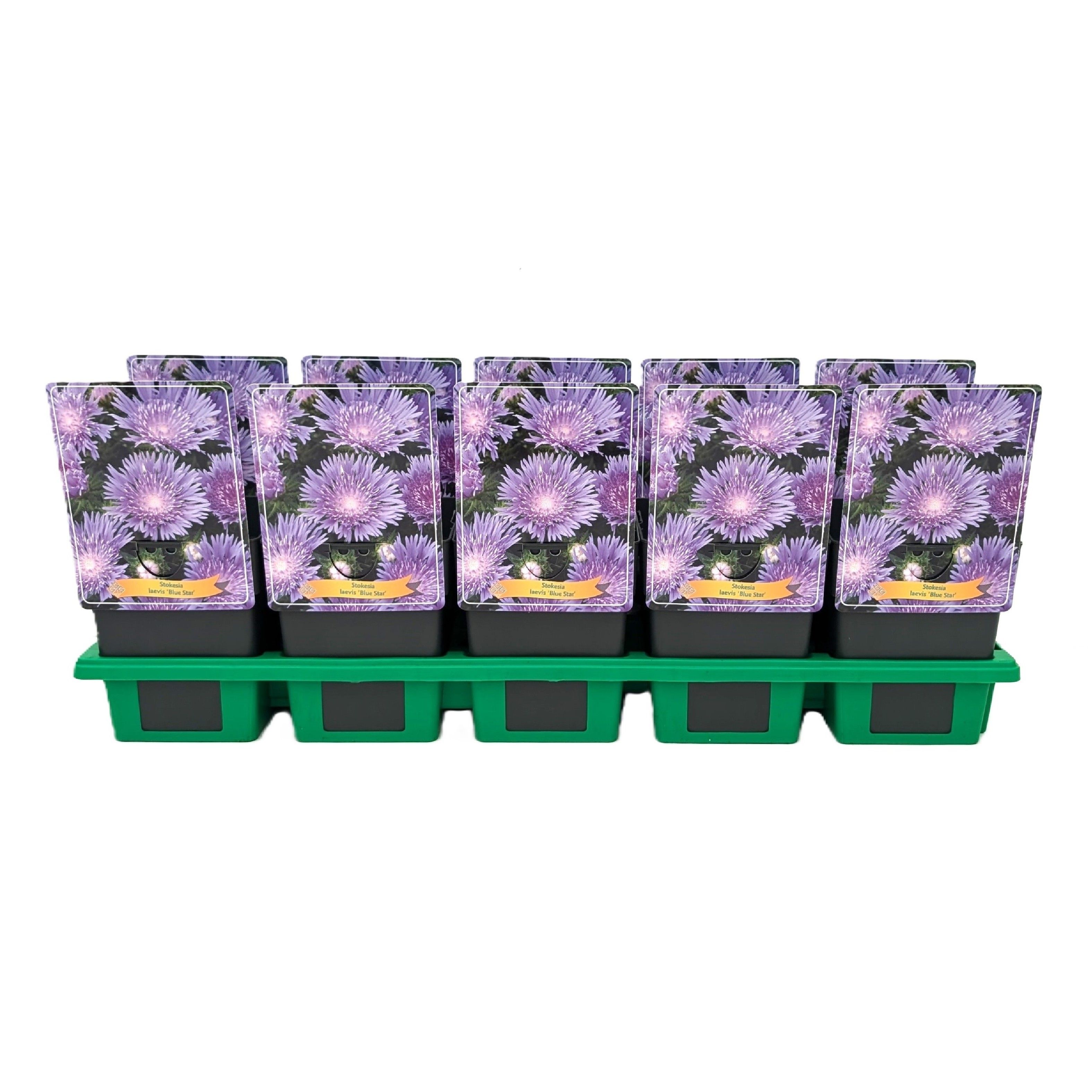 Stokesia Laevis 'Blue Star' P11, D 11