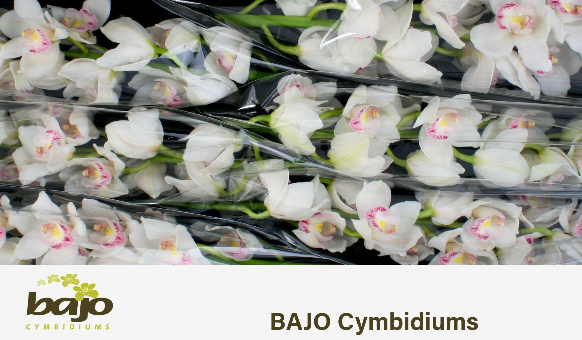 Цимбидиум Килиманджаро 70 (бел.) x6, шт.