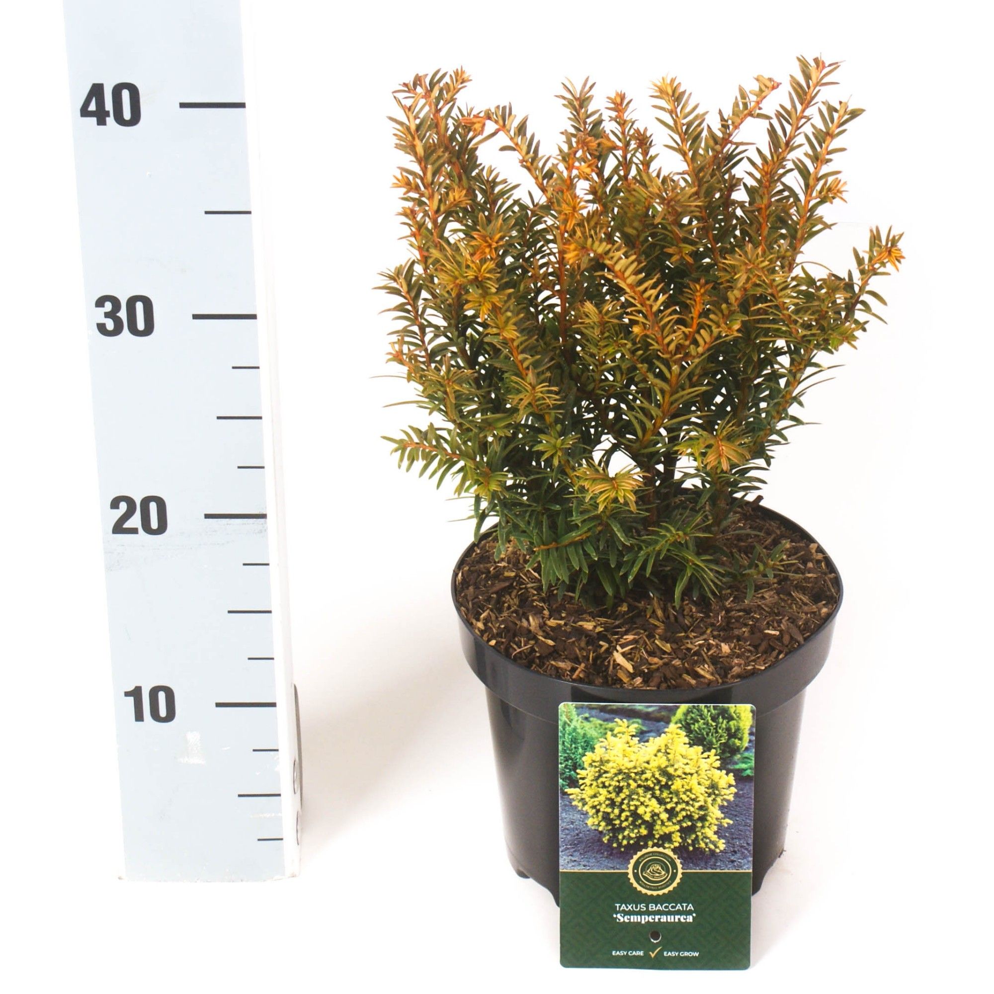 Taxus b. 'Semperaurea', D 18