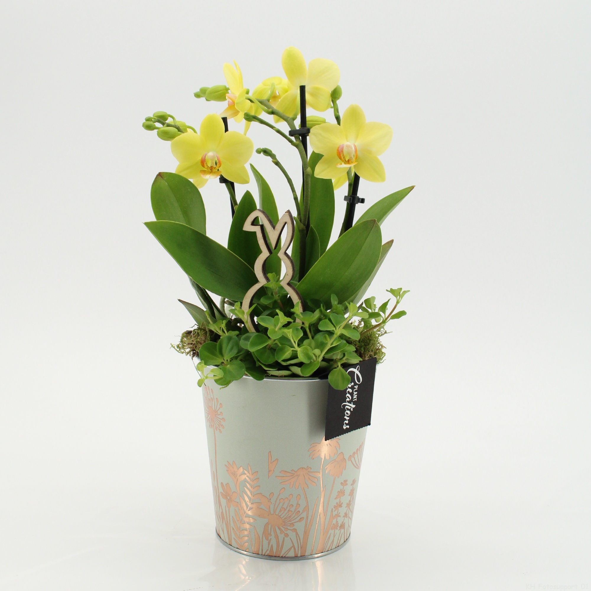 PHALPS-2604G Easter Phalaenopsis, D 13