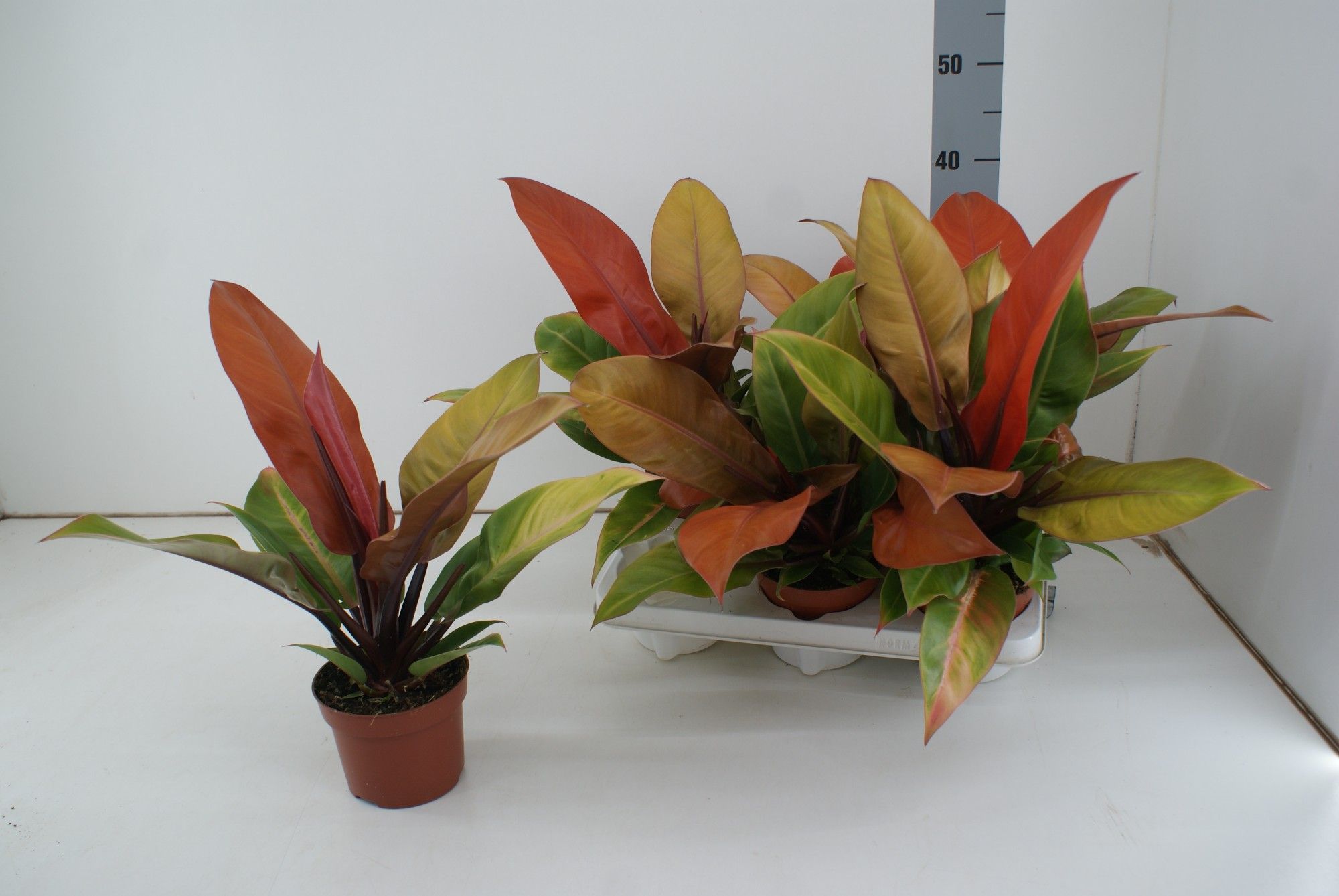 Philodendron Prince of Orange, D 12