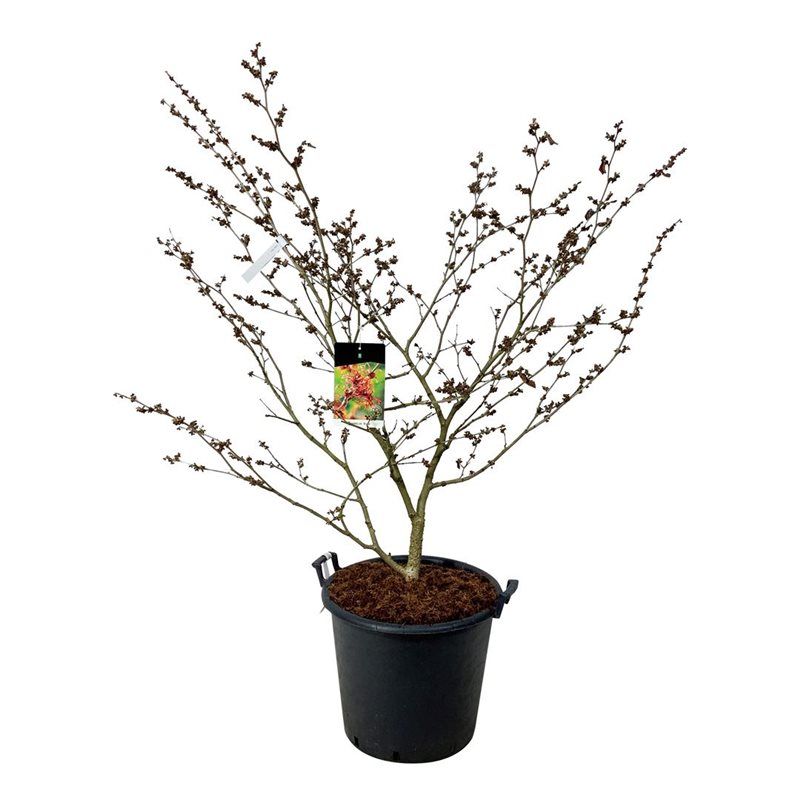 Hamamelis int. 'Diane', D 50