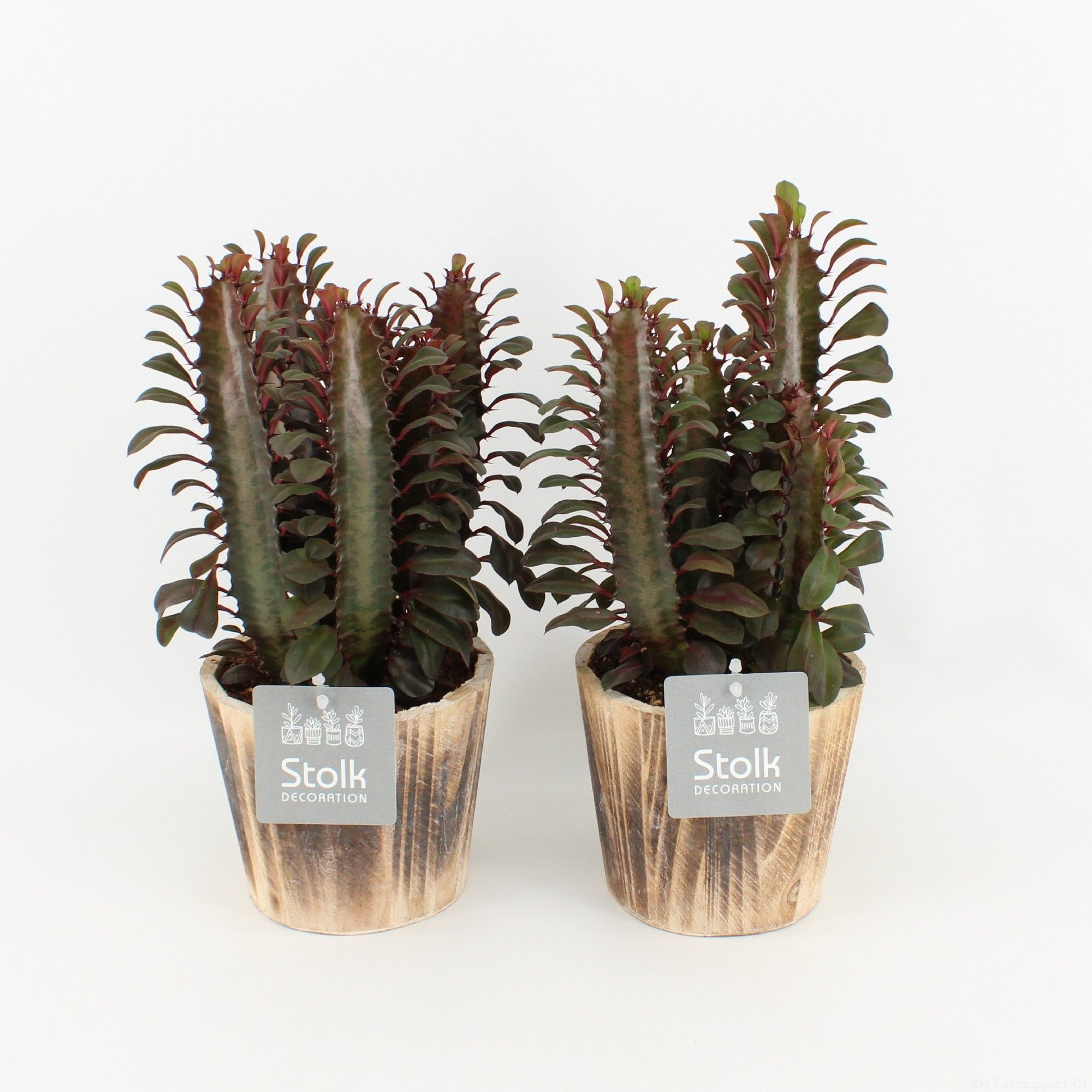 Euphorbia Trigona Rubra in wood bruin, D 13