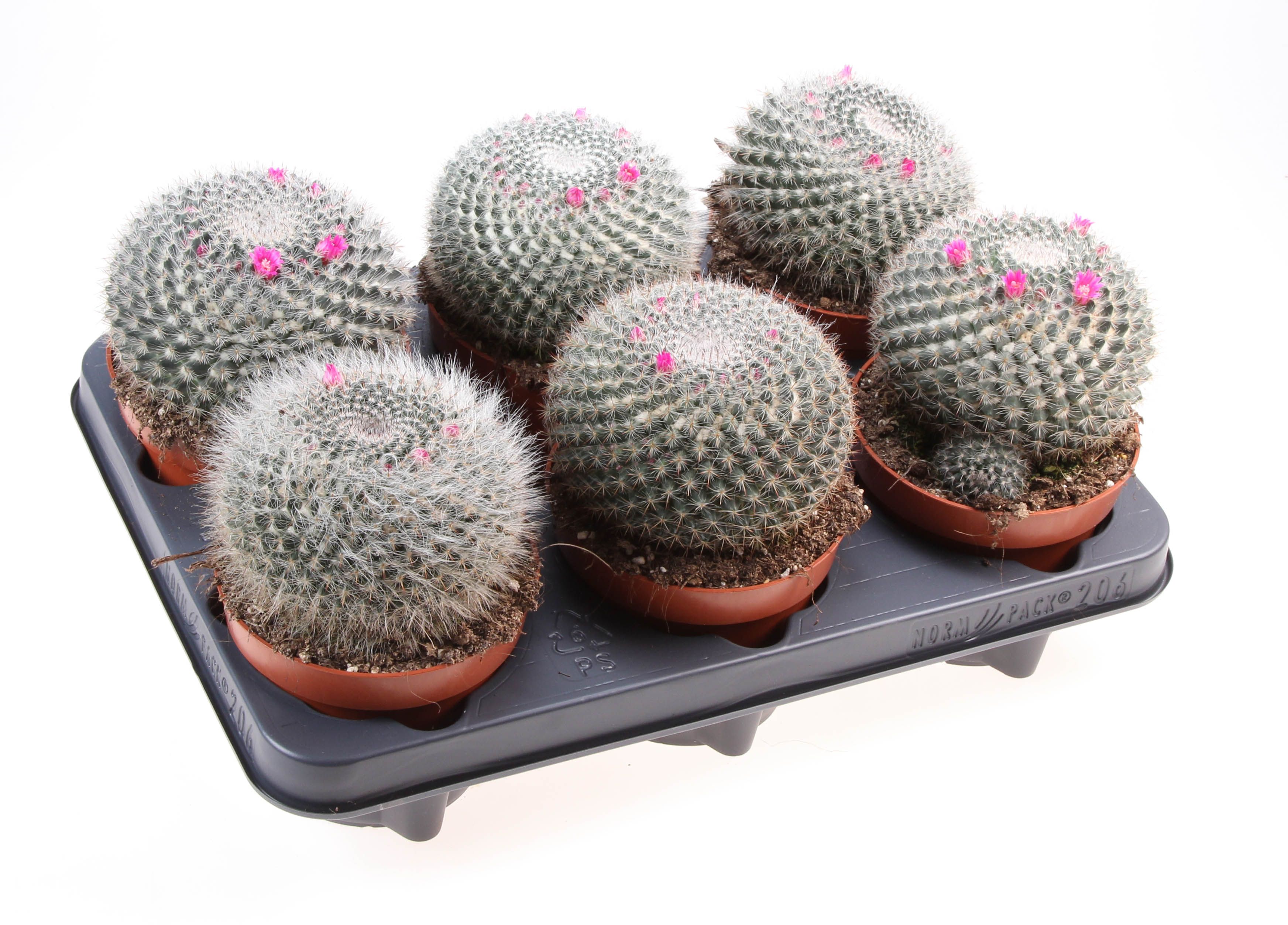 Mammillaria hahniana, D 12
