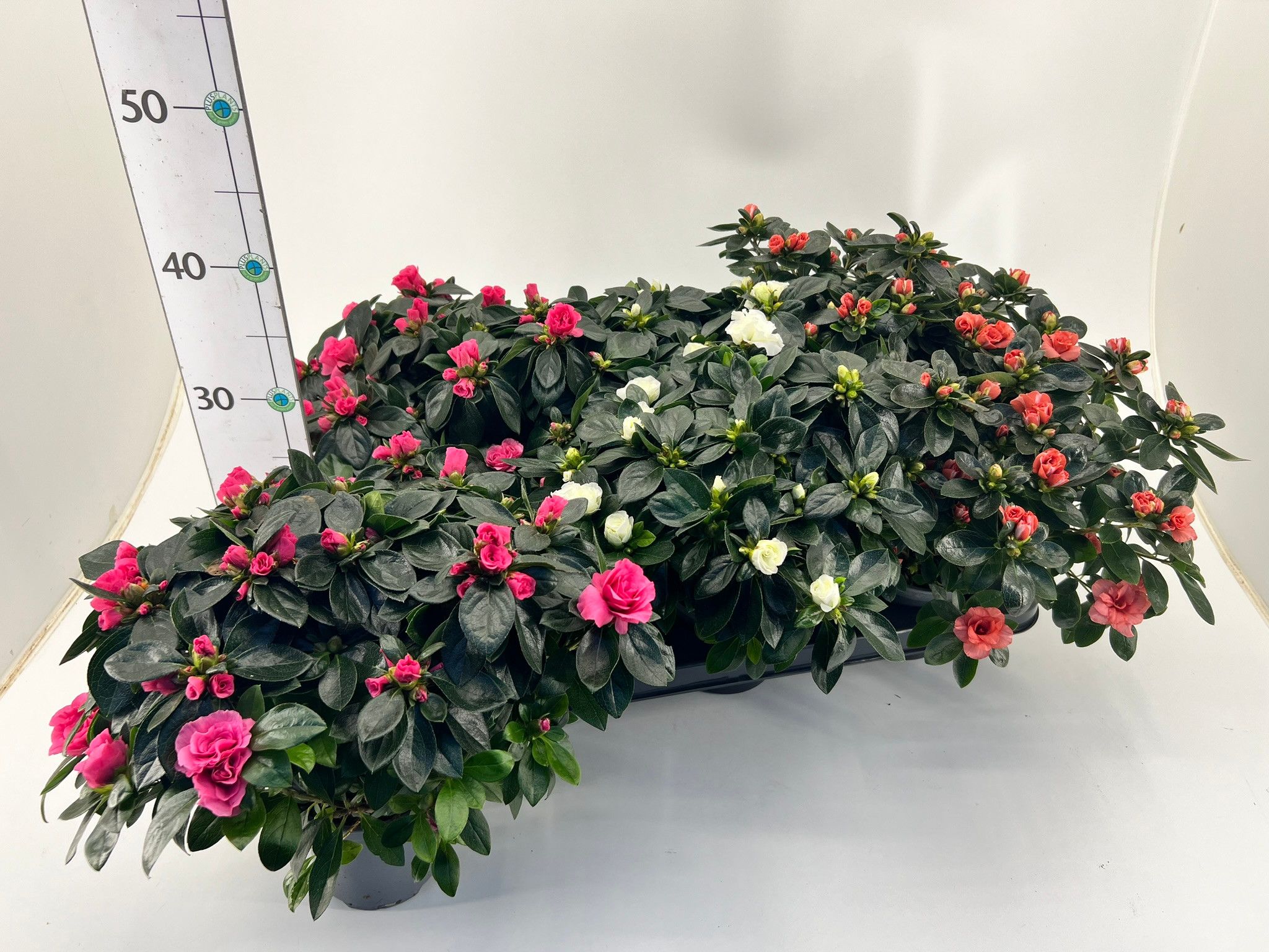 Rhododendron simsii Aiko Mix, D 13