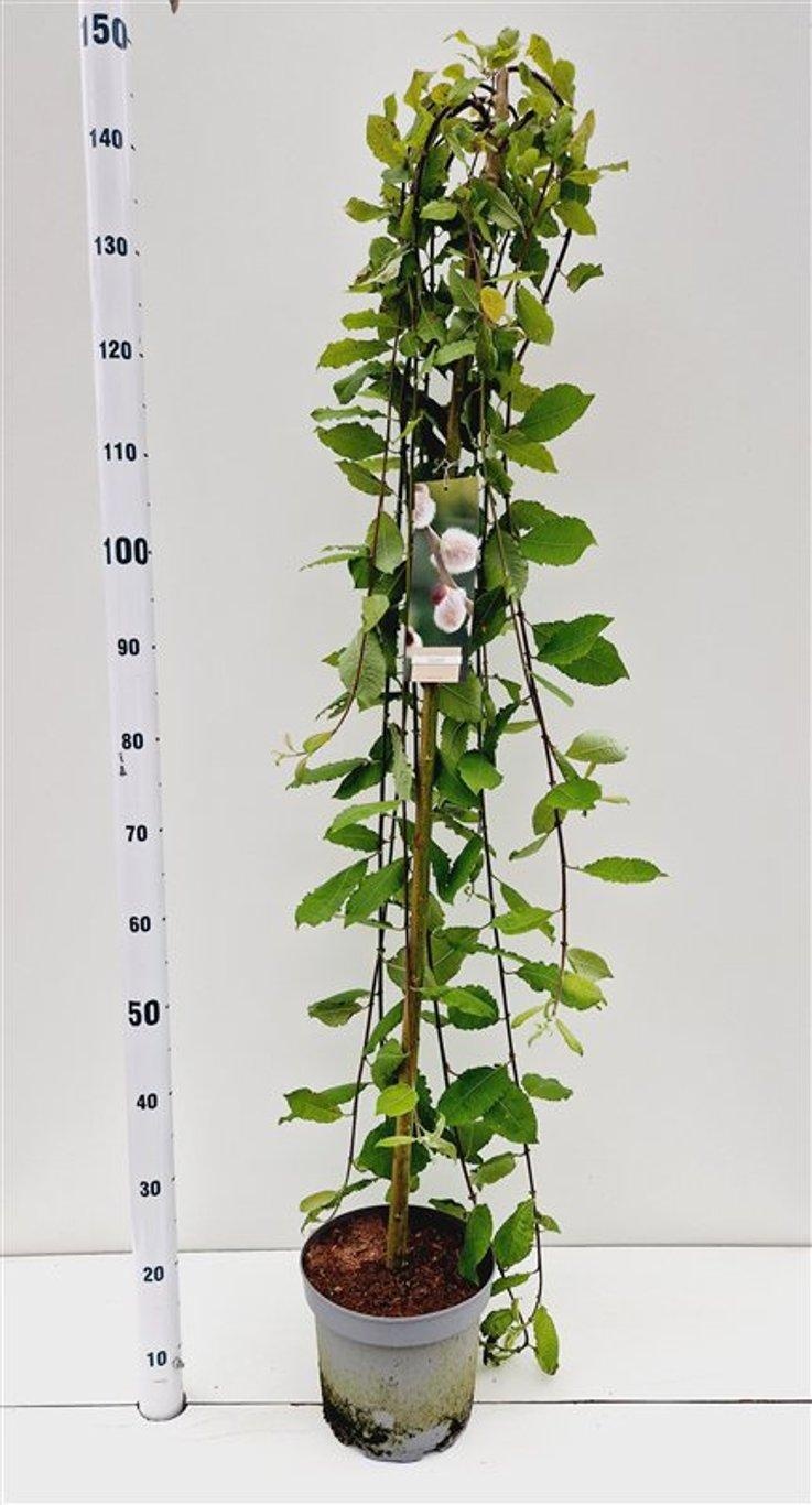 Salix caprea 'Kilmarnock' --stam 120 cm, D 23
