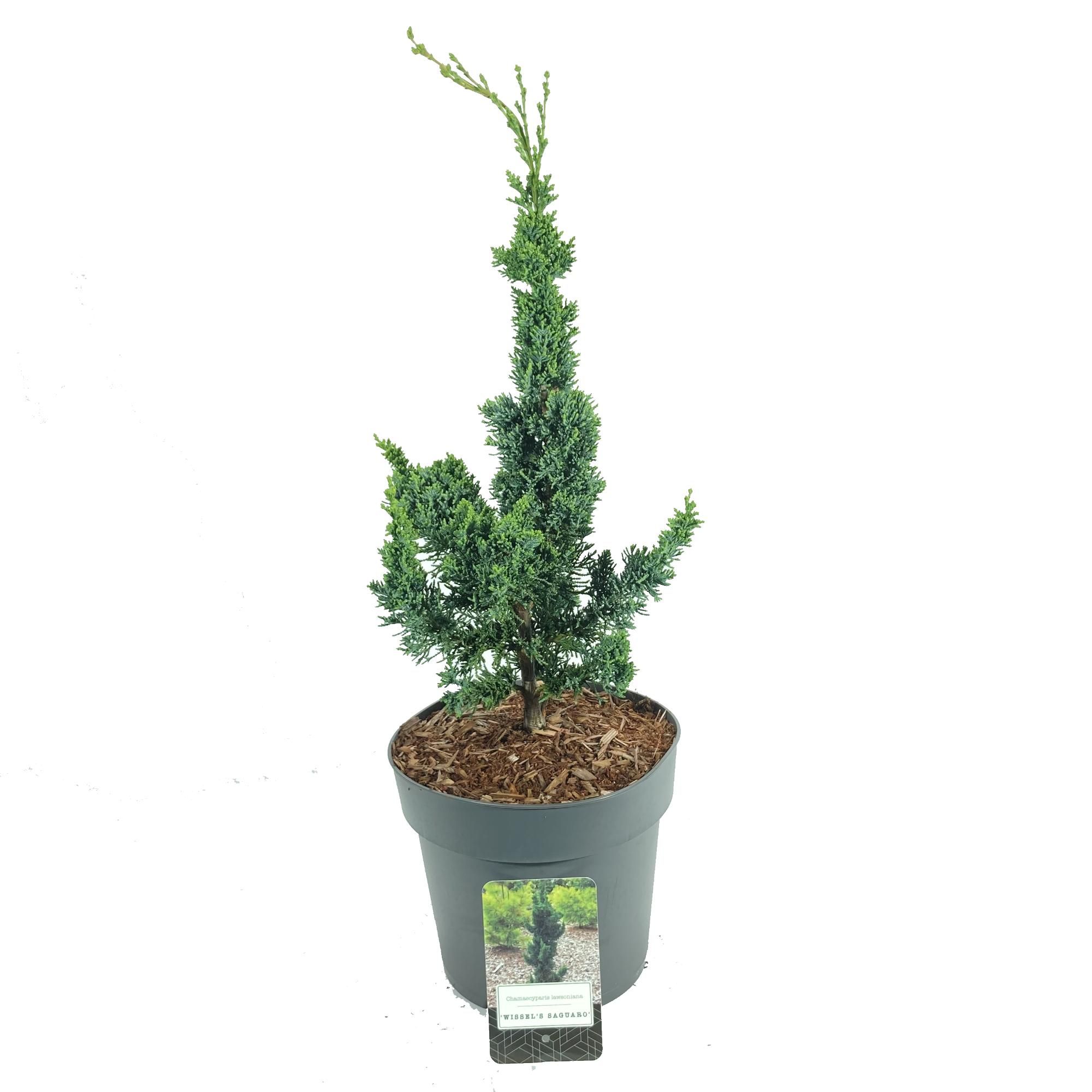 Chamaecyparis lawsoniana 'Wissel's Saguaro', D 22