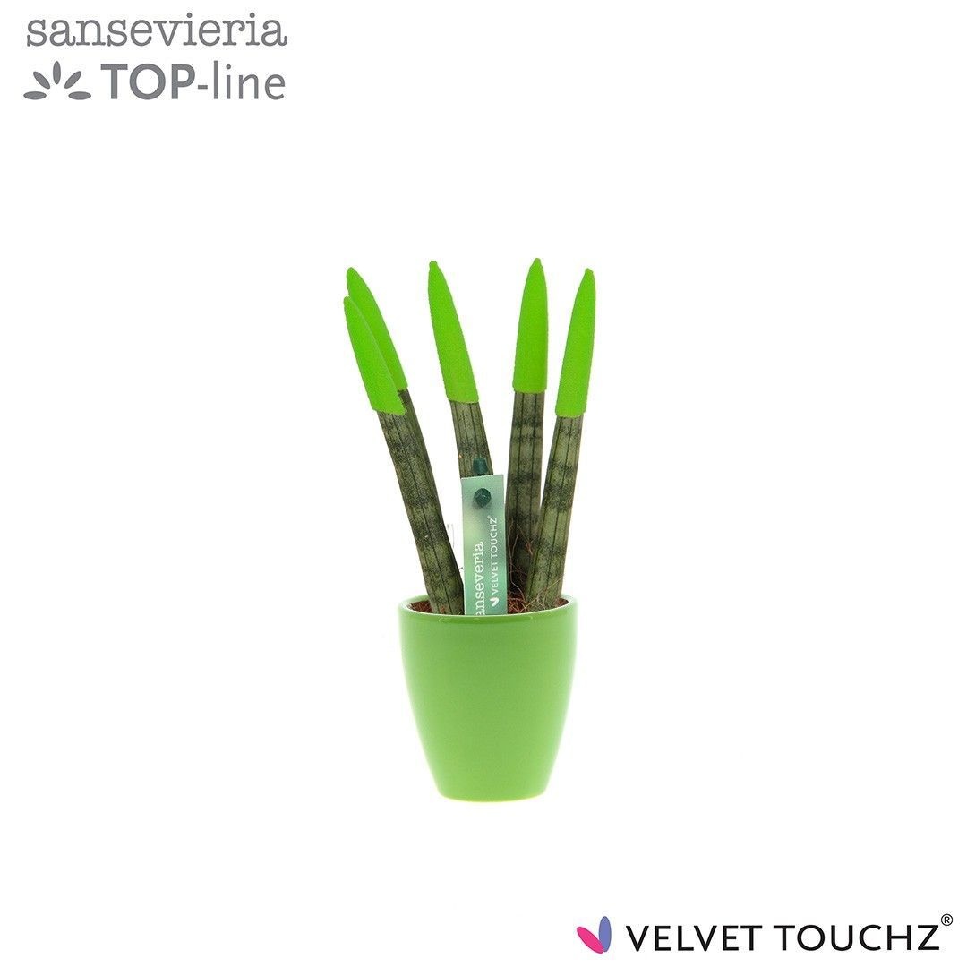 Sansevieria VELVET TOUCHZ® Groen in keramiek Osaka, D 6