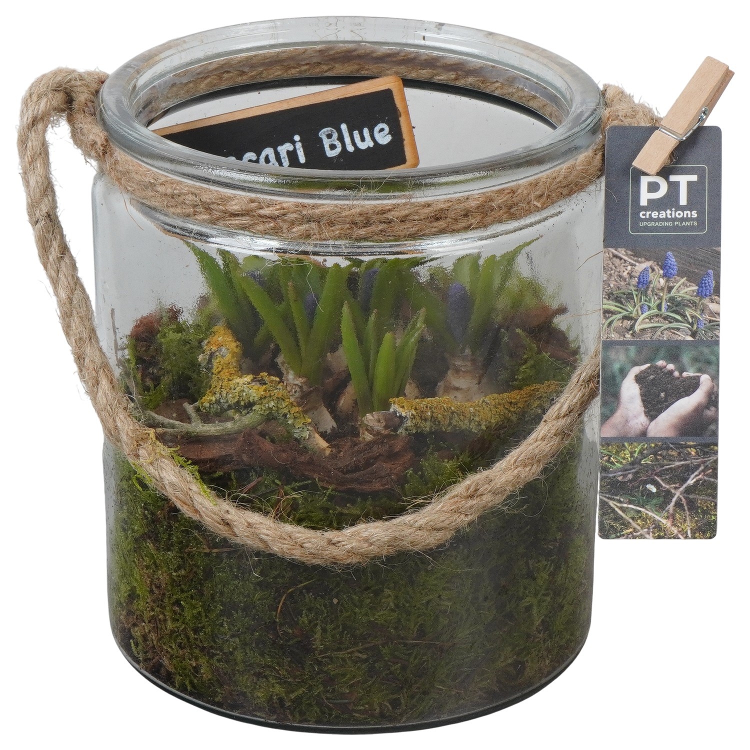 PTMB6327 Arrangement Muscari Blue in glas vaas met touw, D 14