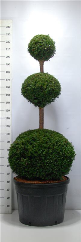 Taxus baccata, D 65