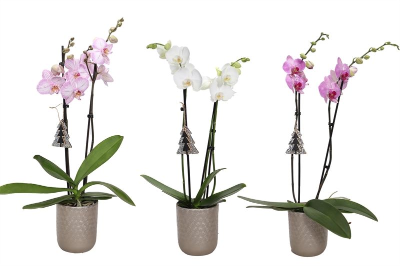 Vera p12 symmetric silver Phal mix 2T14+, D 12