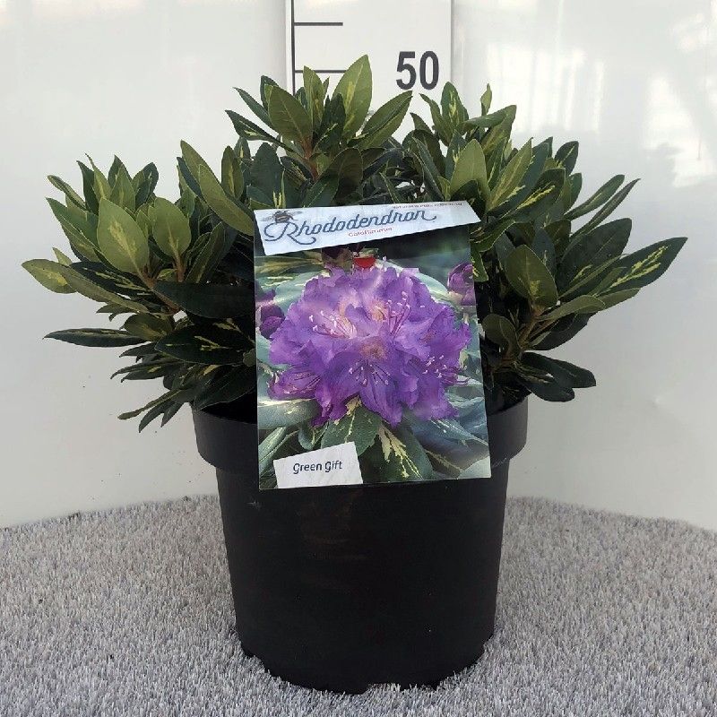 Rhodo. 'goldflimmer' purple, D 29