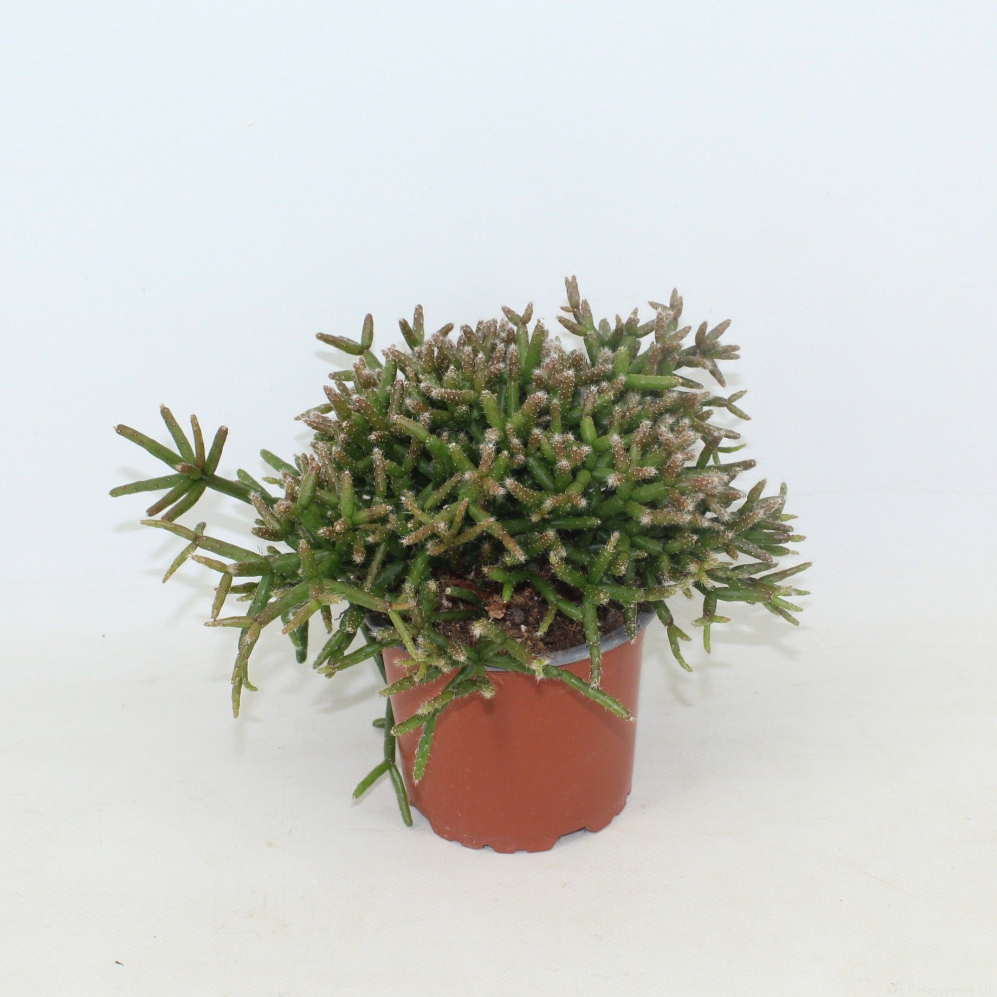Rhipsalis burchelli p10,5 zonder kwekersetiket, D 10,5