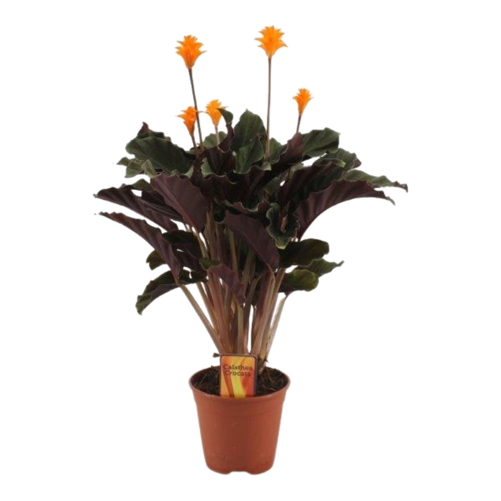 Calathea crocata 5/6 bl basic, D 14