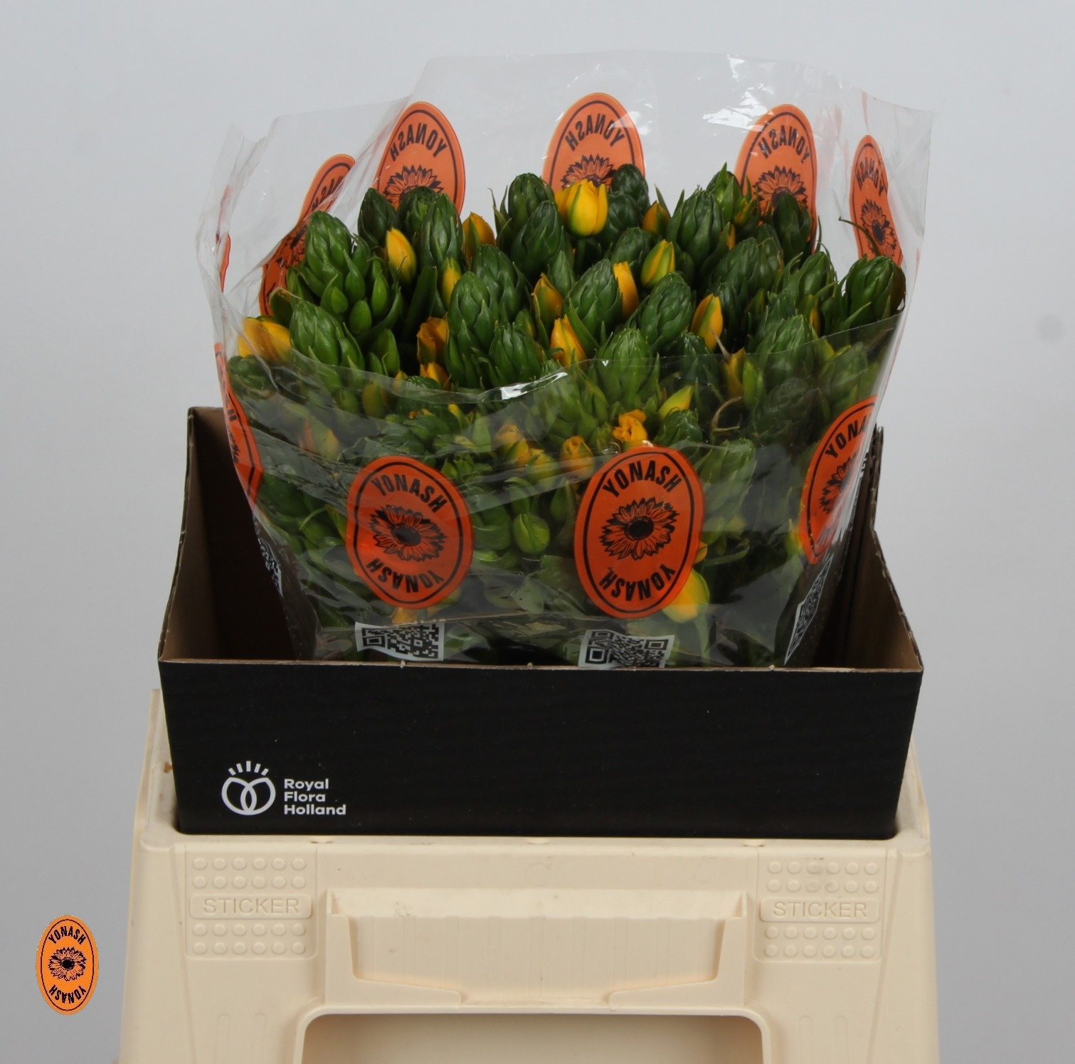 Орнитогалум Еллоу Аса 40, шт.