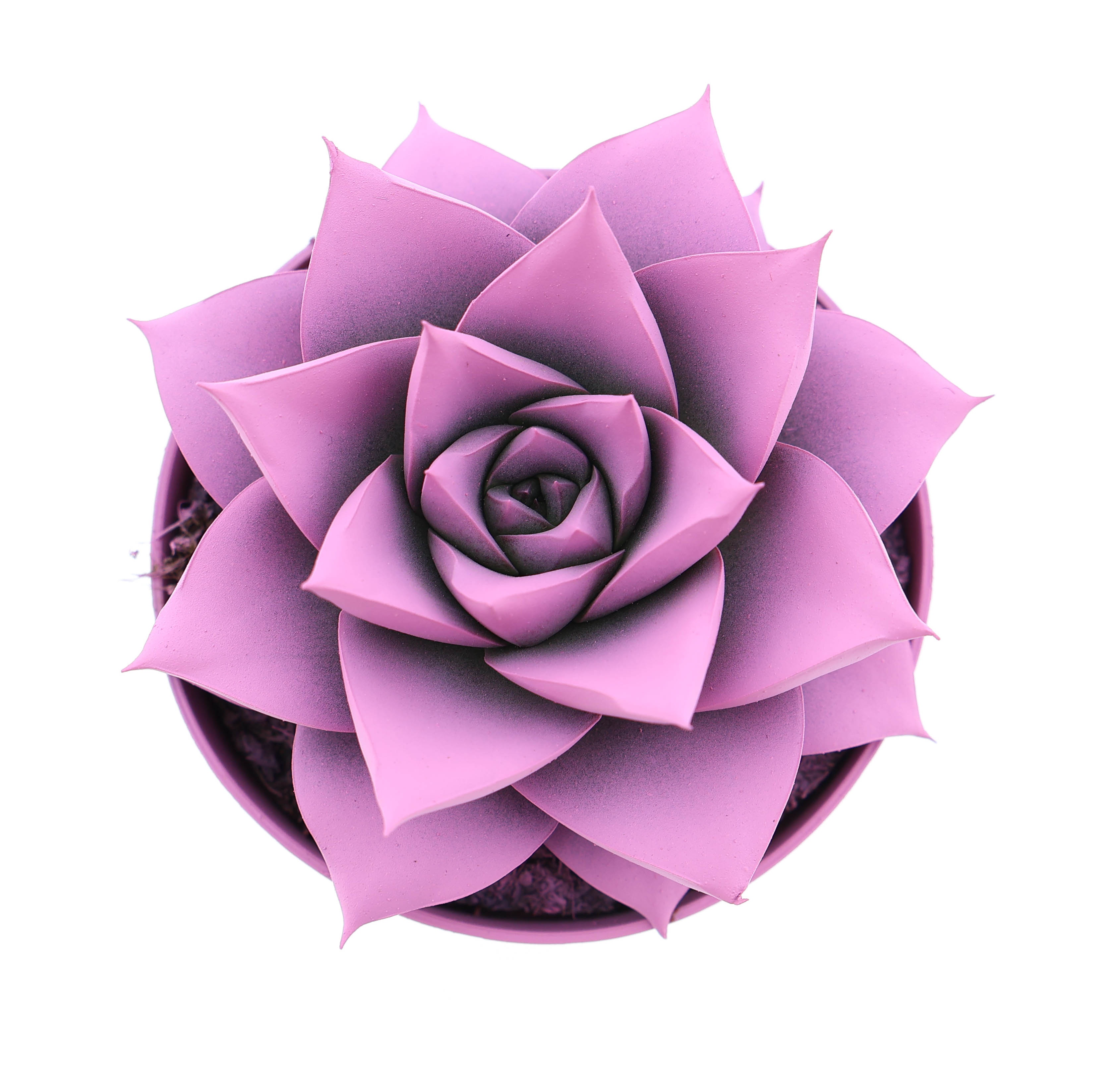 Rainbow purper pink, D 8,5