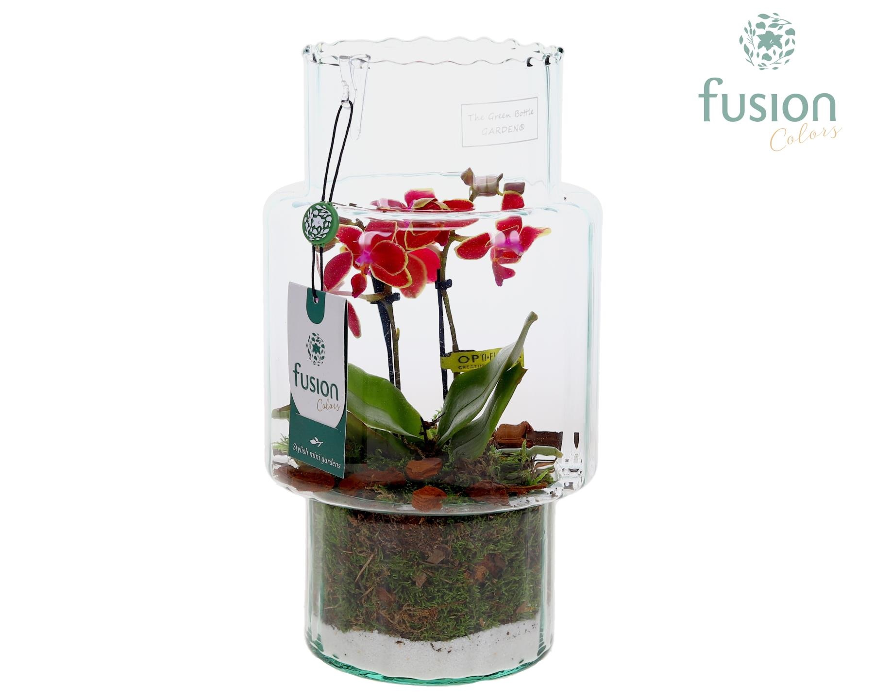 Green Bottle Sara Medium met Phalaenopsis, D 16